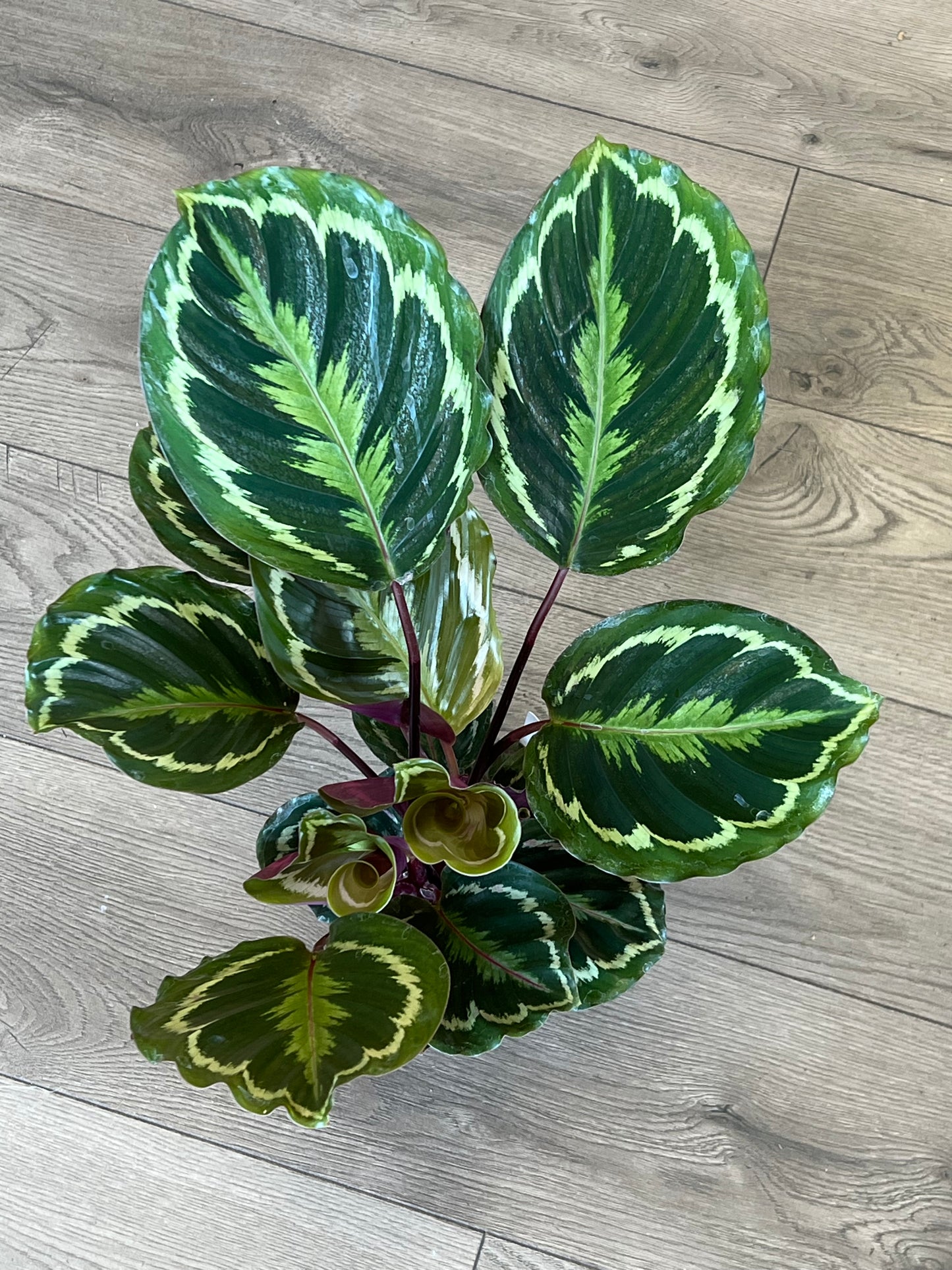 Calathea Medallion