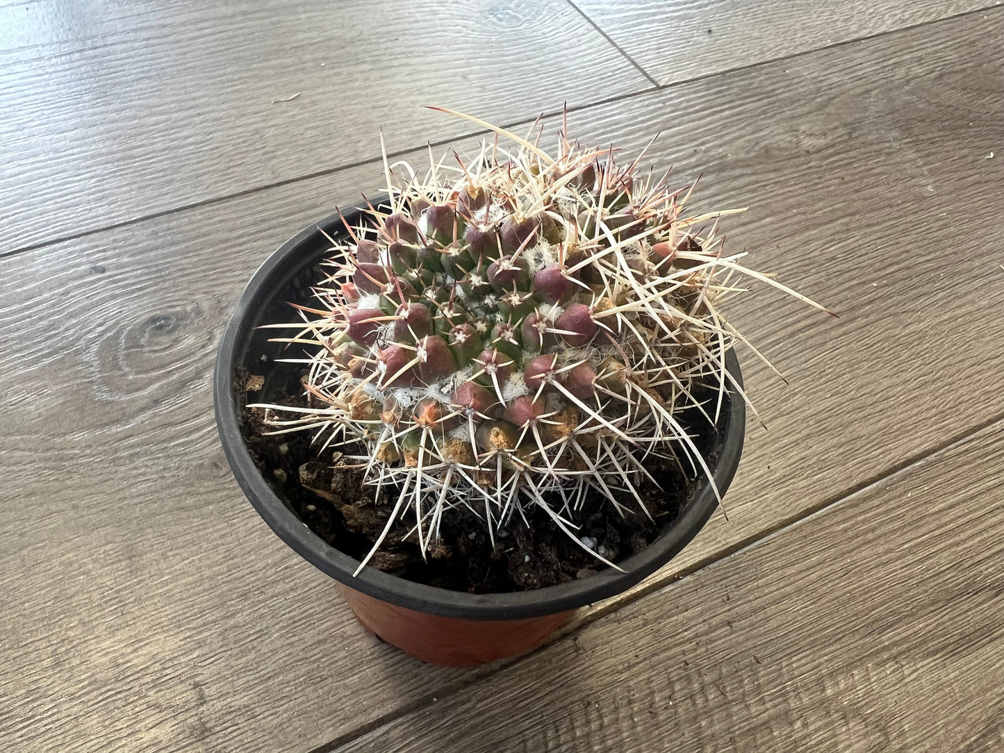Mammillaria nejapenis 'Silver Arrow'
