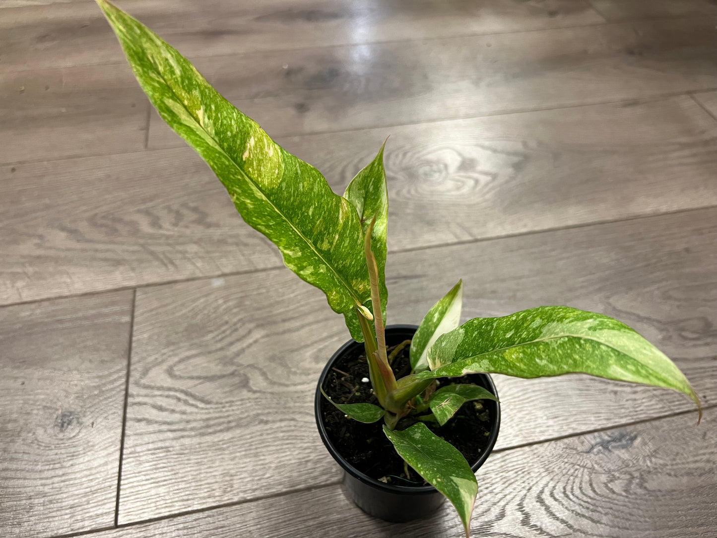 Philodendron 'Ring of Fire'