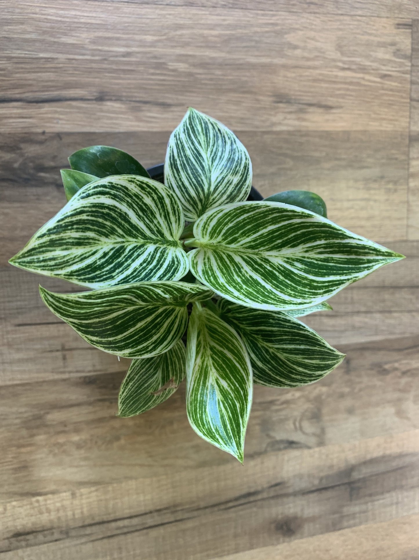 Philodendron 'Birkin'