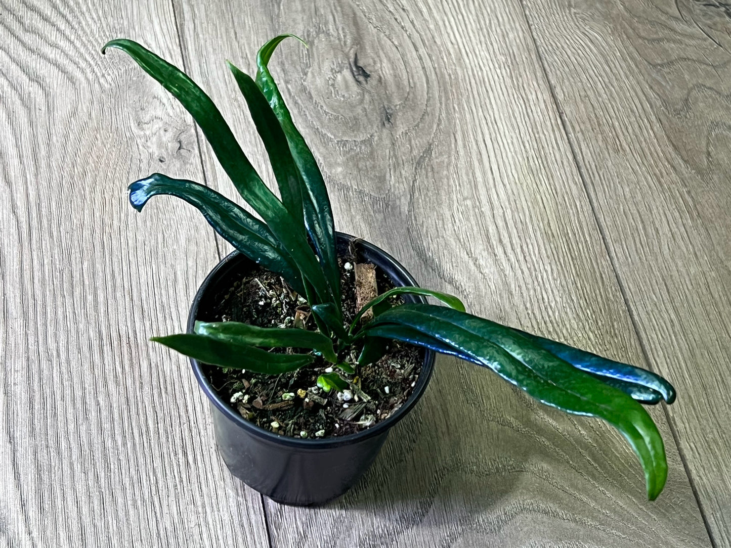 Microsorum thailandicum 'Blue Oil Fern'