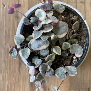 Ceropegia woodii variegata 'String of Hearts Var'