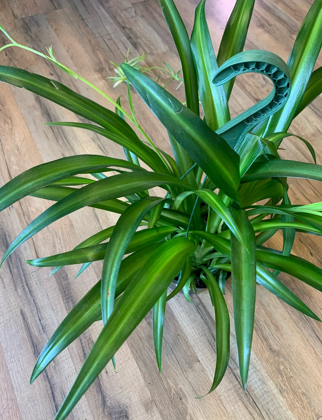 Chlorophytum comosum 'Hawaiian Spider Plant'