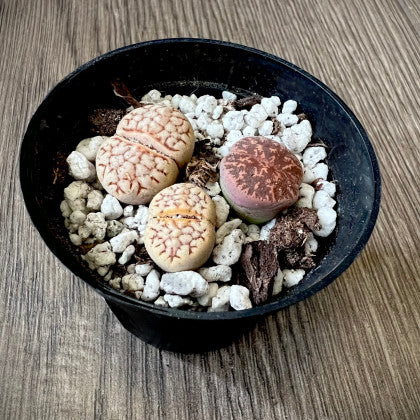 Lithops 'Living stone'