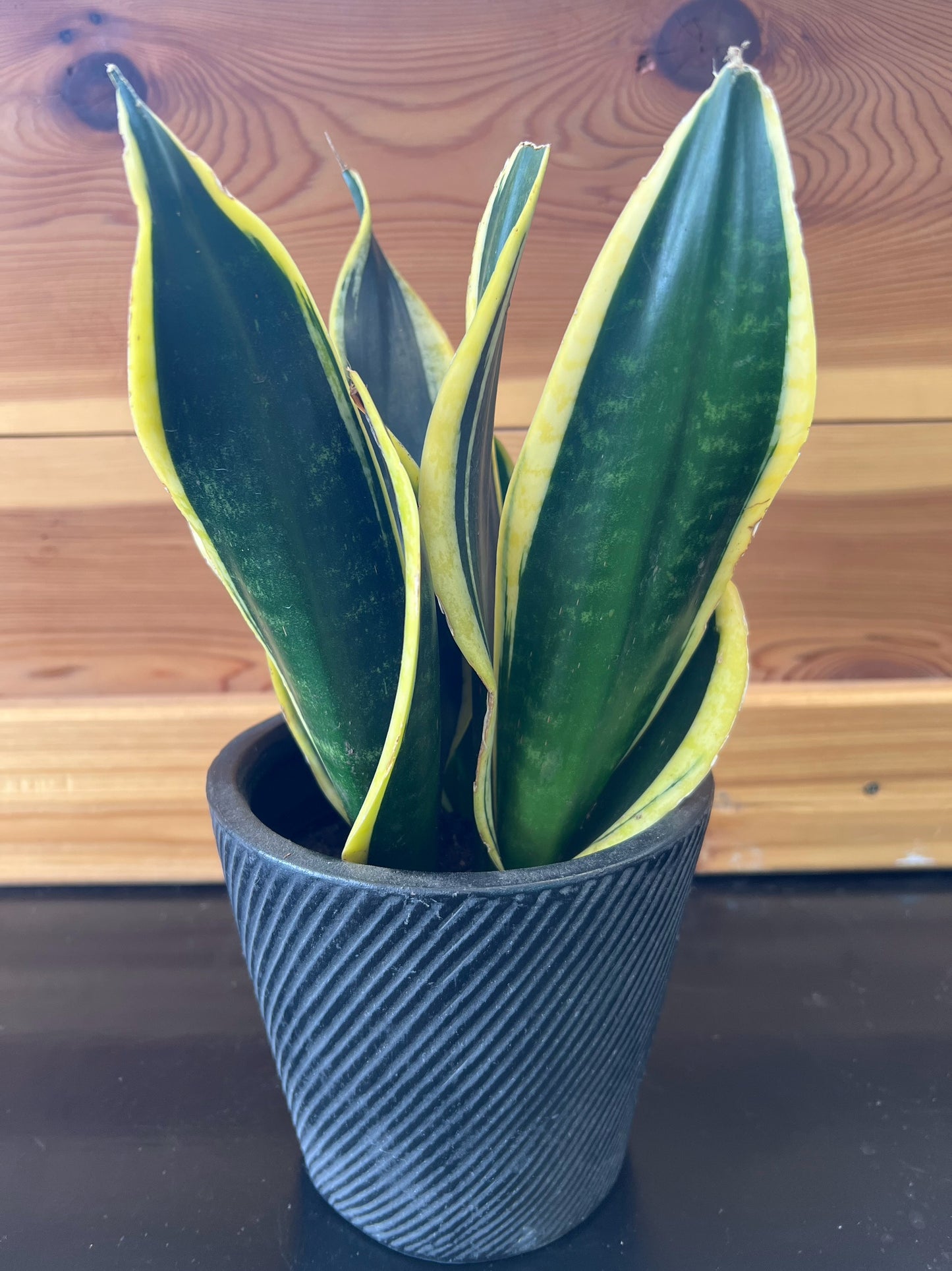 sansevieria 'Black Gold Superba snake plant’