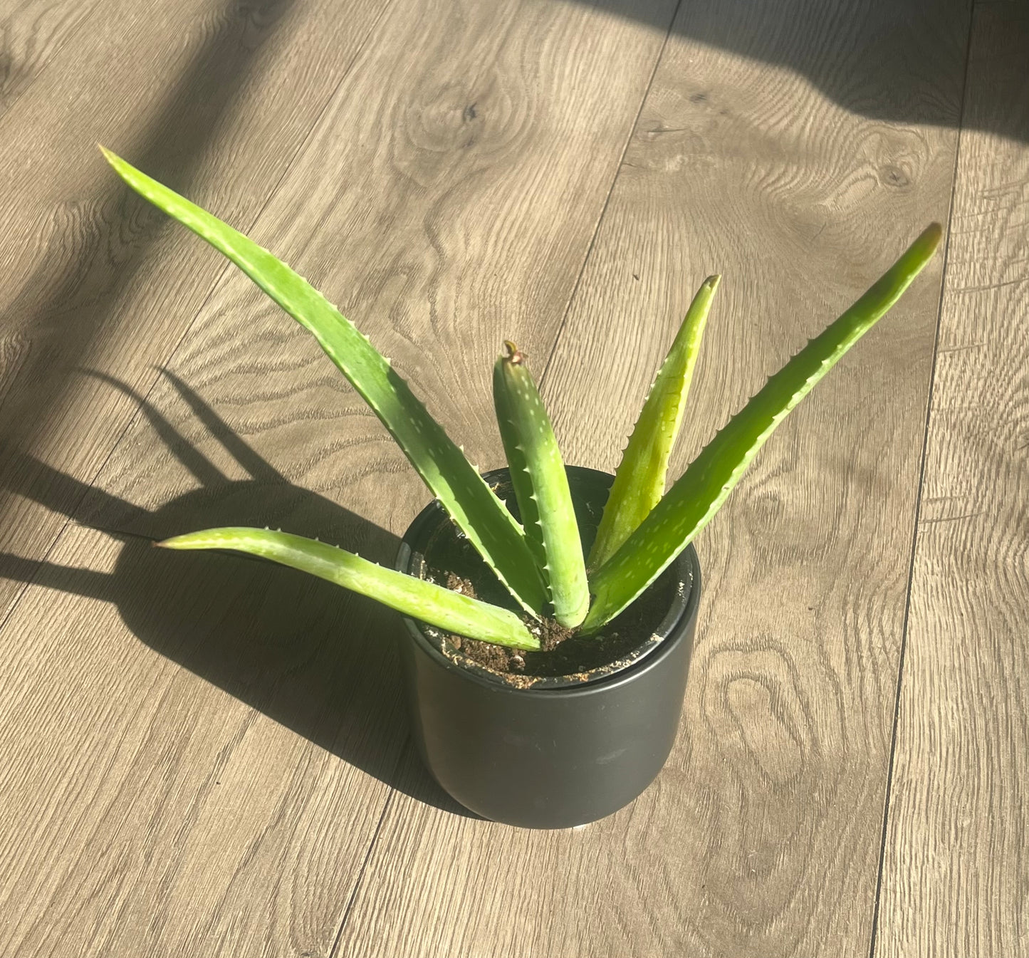 Aloe Vera