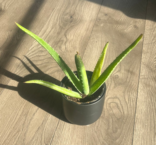 Aloe Vera