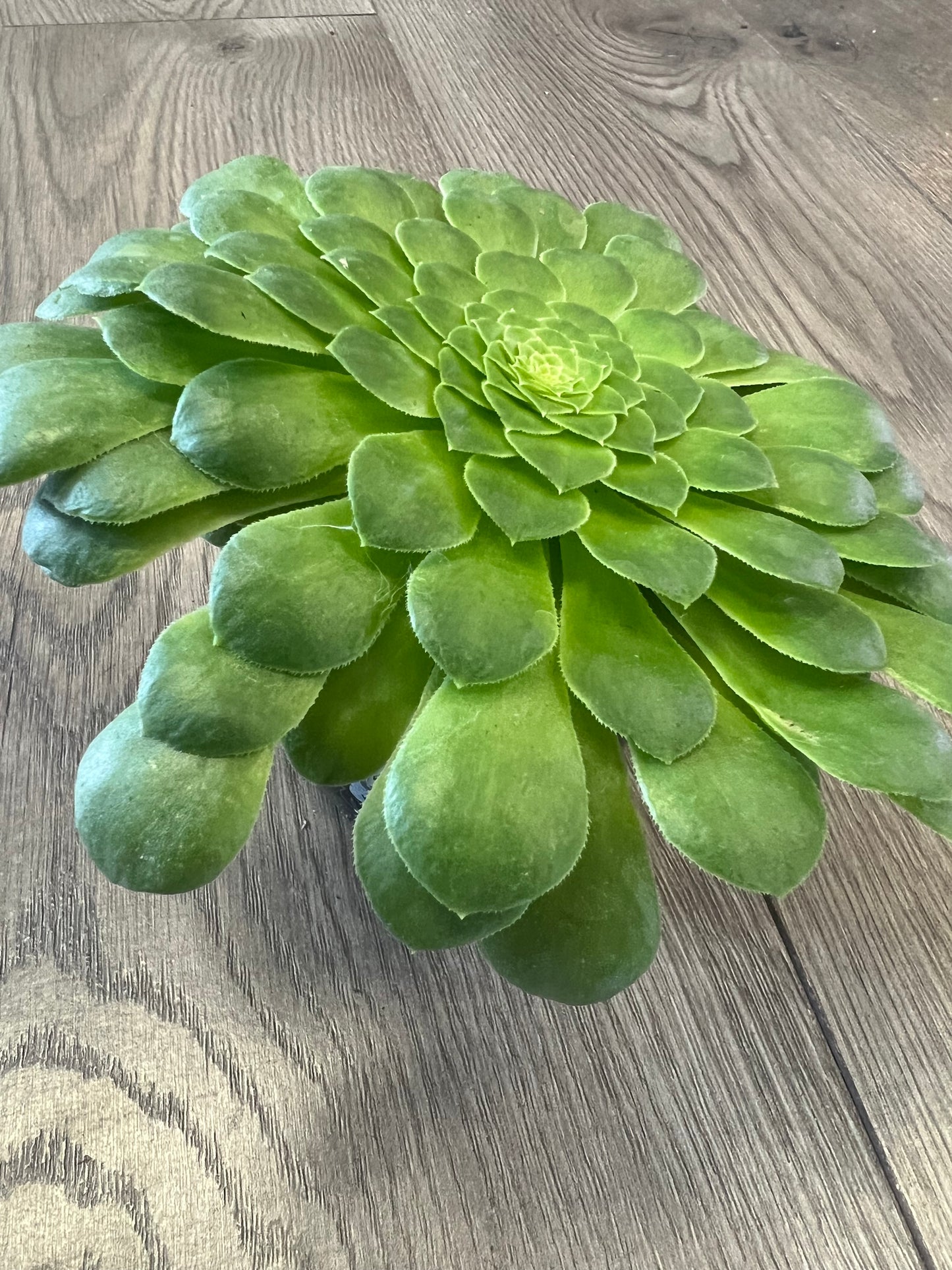 Aeonium ‘Wheels of Greenification’