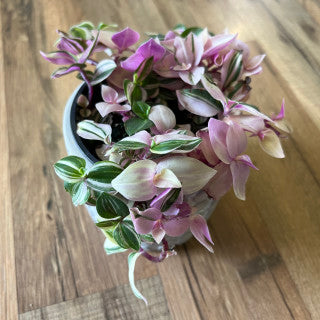 Tradescantia 'Pink Princess'