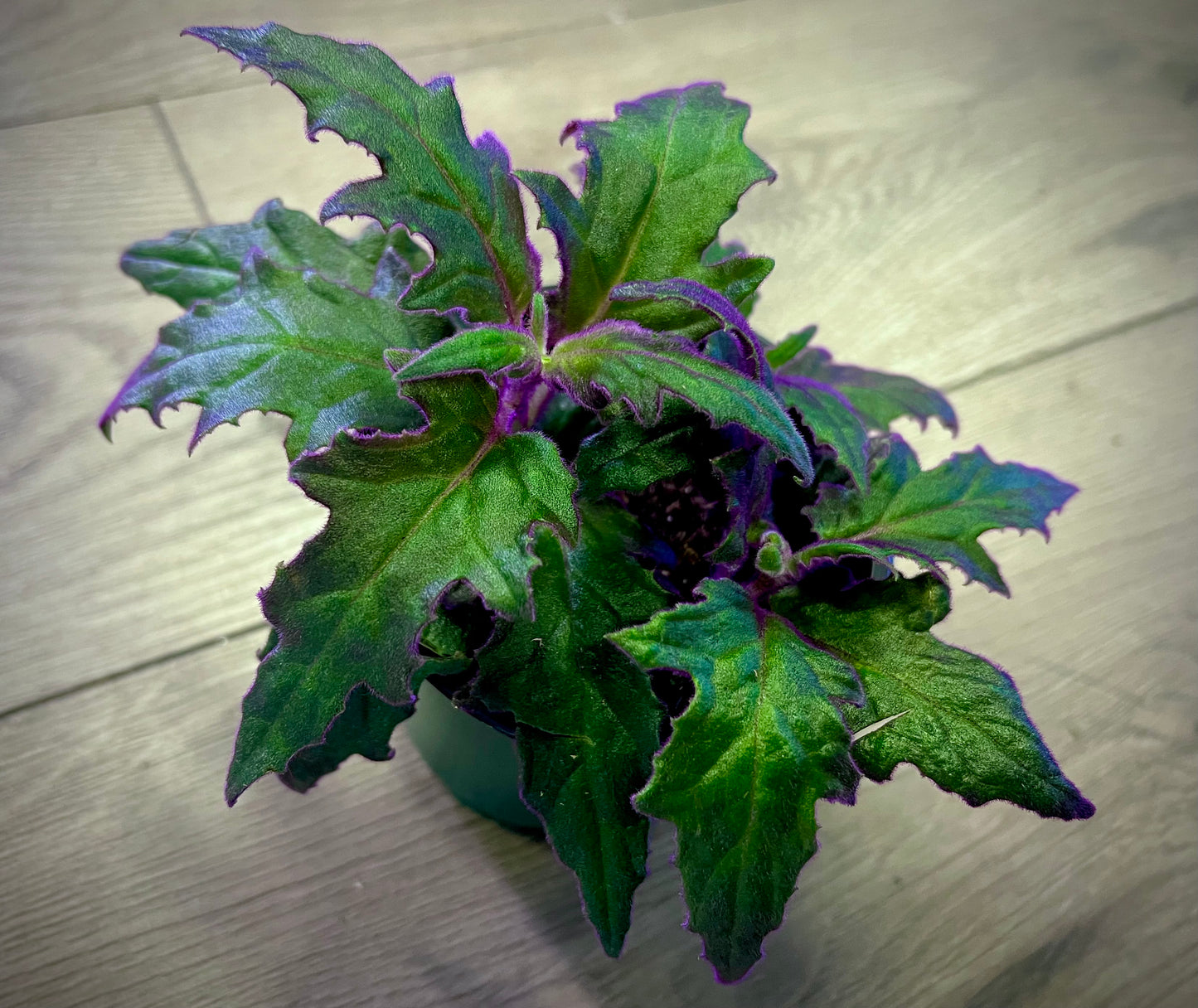 Gynura aurantiaca 'Purple Passion'