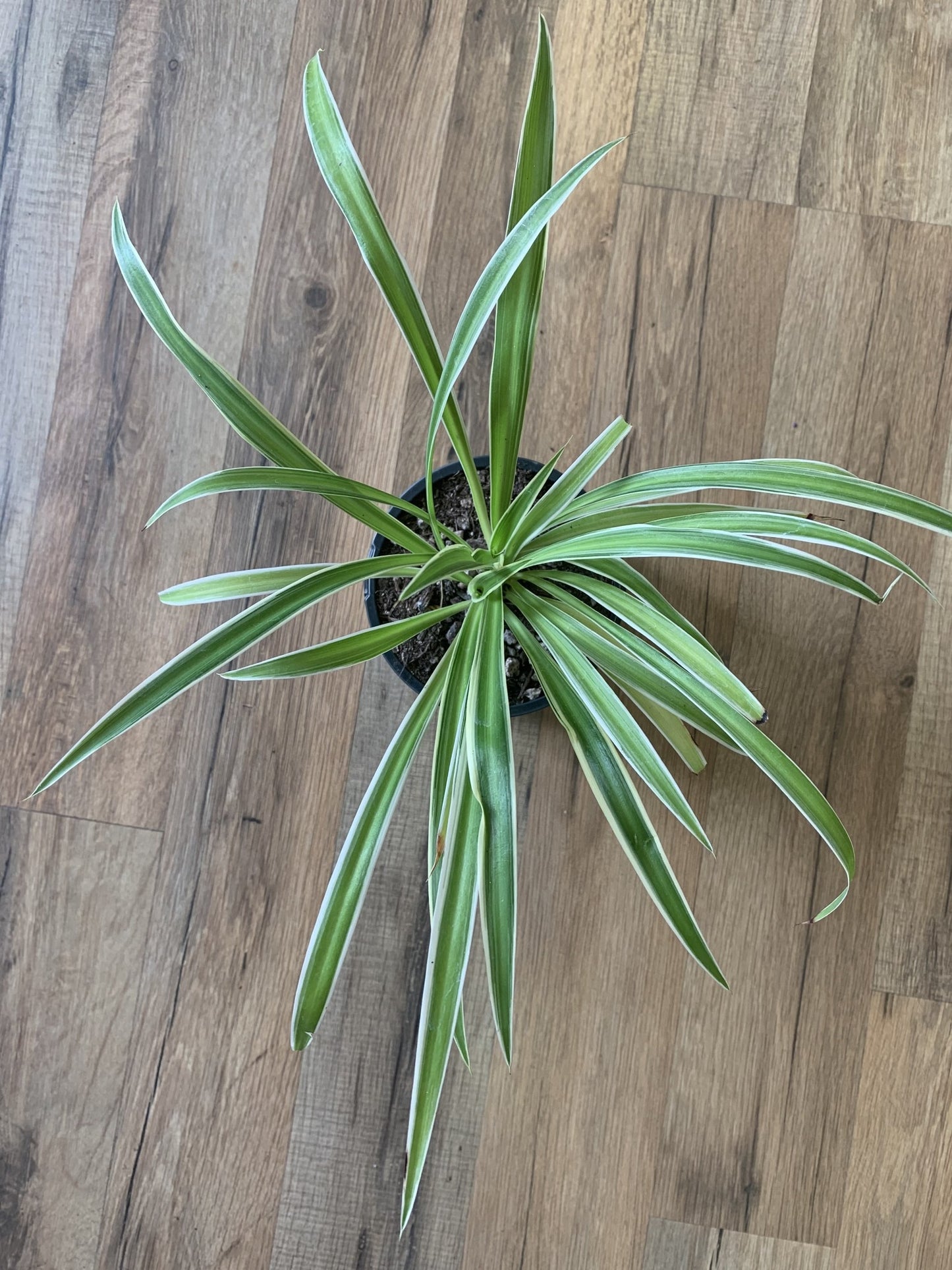Chlorophytum comosum 'Variegated Spider Plant'