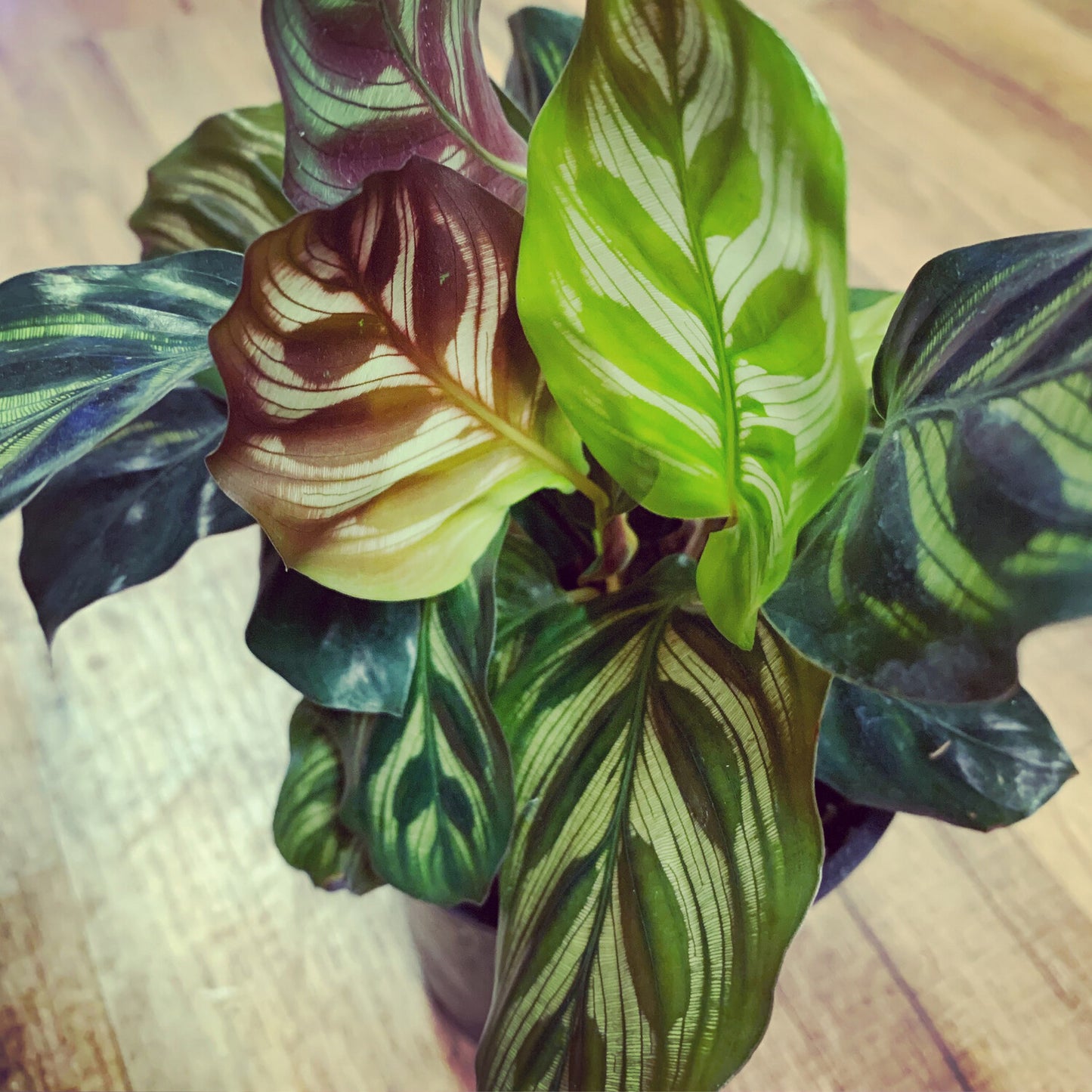 Calathea makoyana