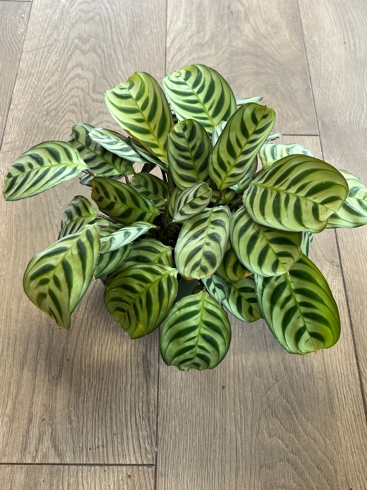 Ctenanthe ‘Burle Marxii’