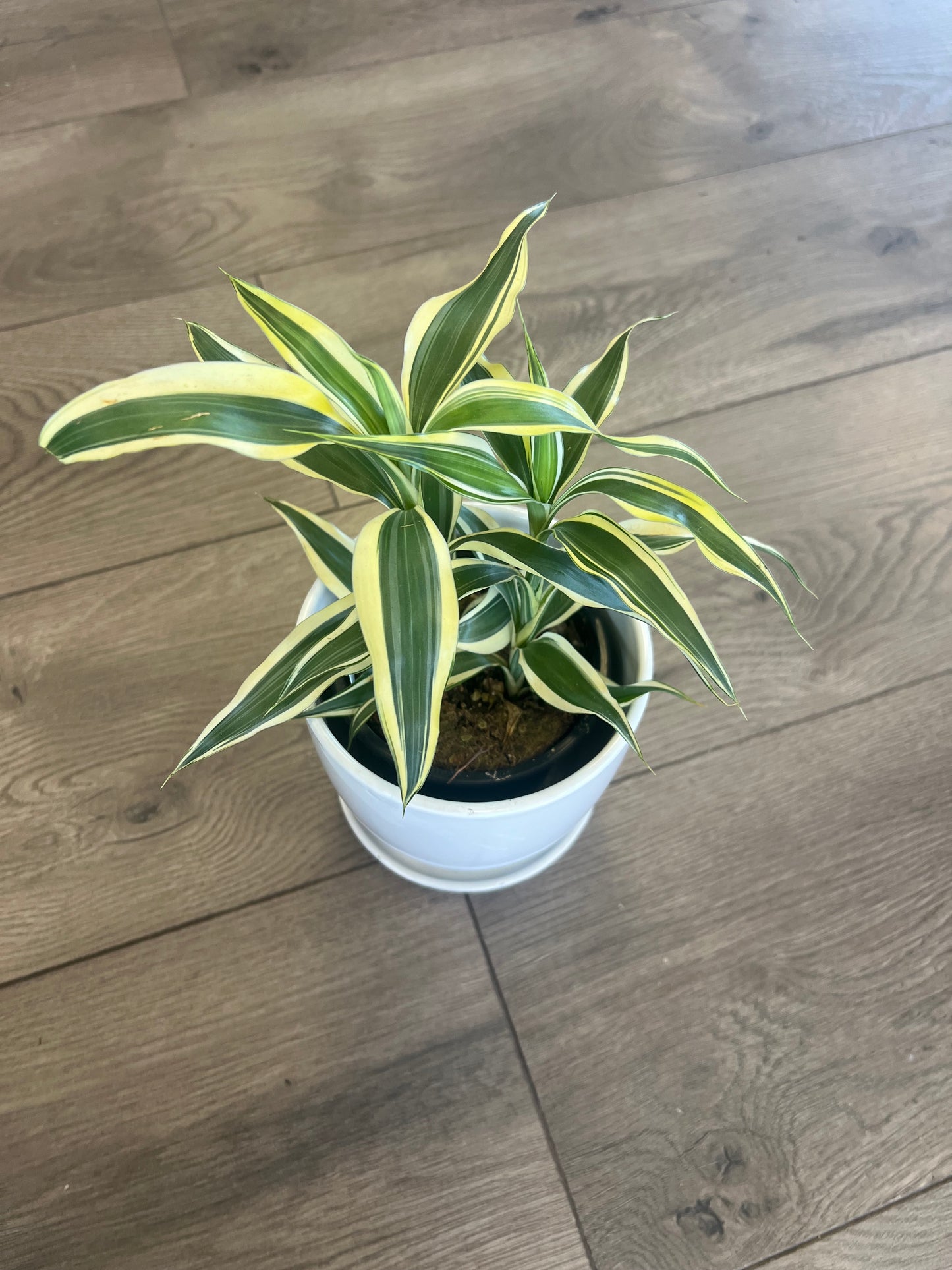 Dracaena sanderiana 'Ribbon Plant' Lucky Bamboo