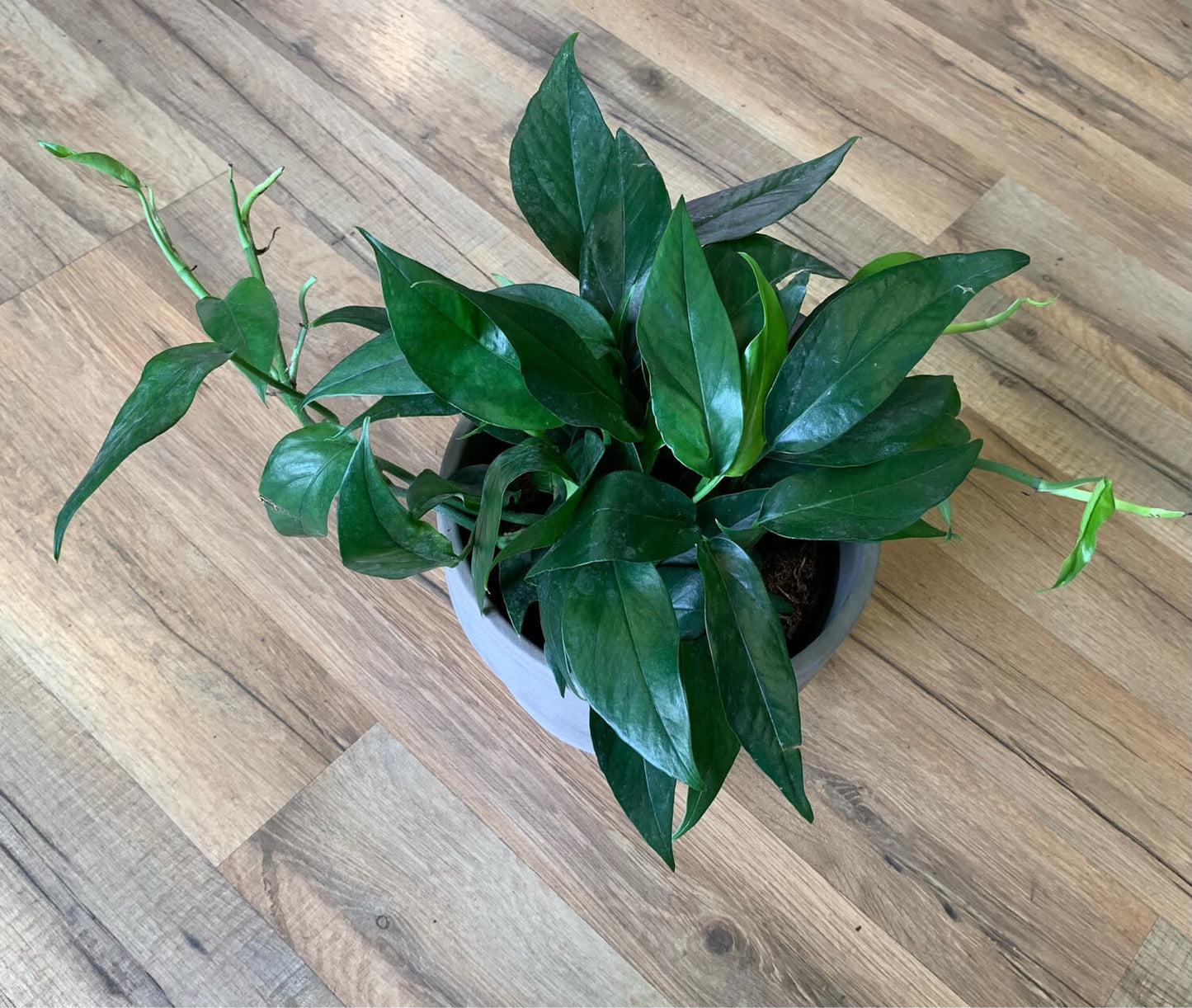 Epipremnum Pinnatum 'Baltic Blue'