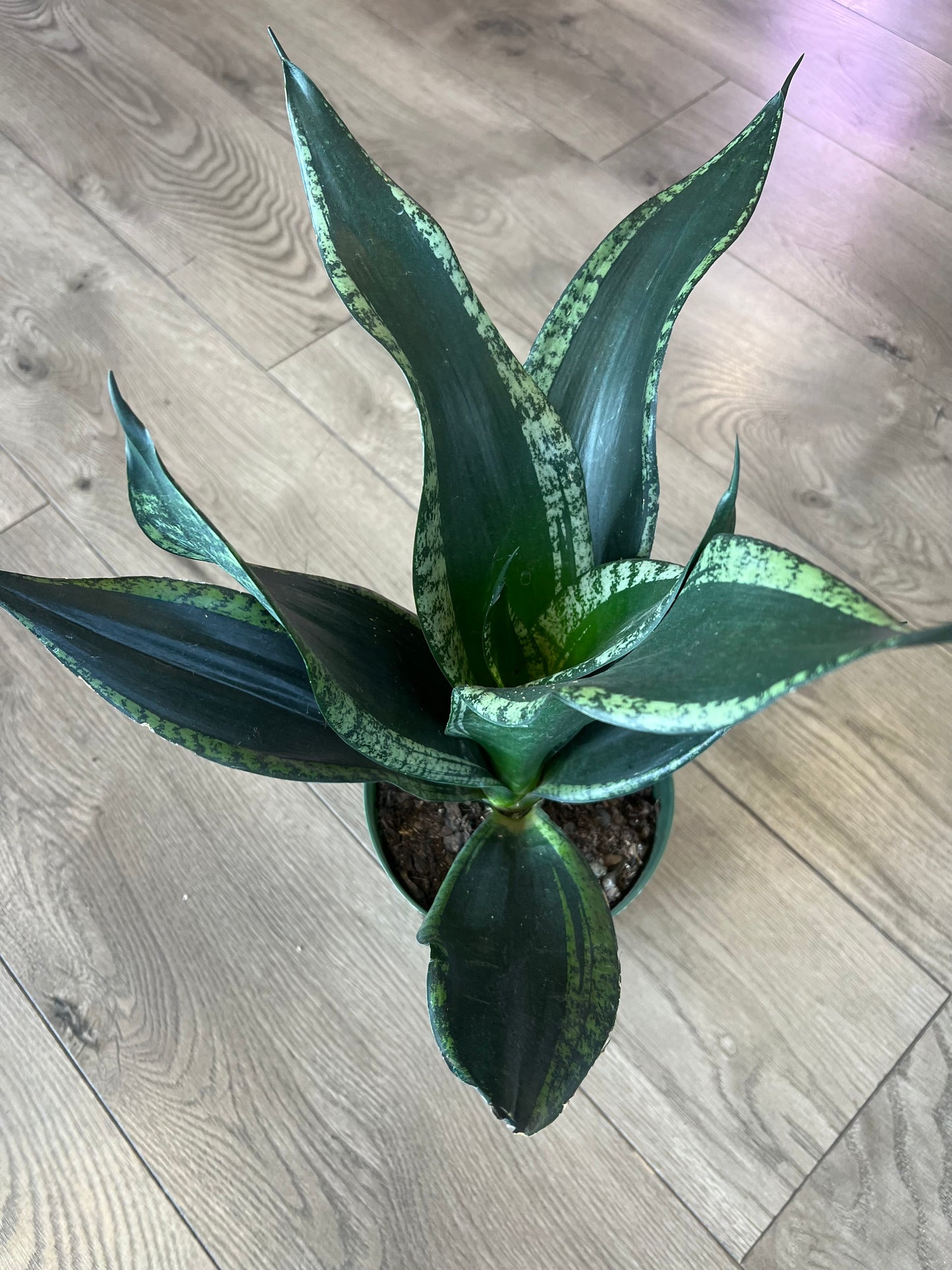 Sansevieria 'Whitney'
