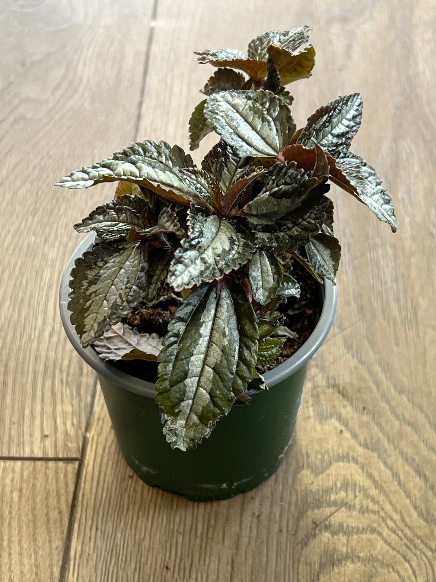 Pilea spruceana ‘Silver tree’