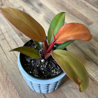 Philodendron 'McColleys Finale'