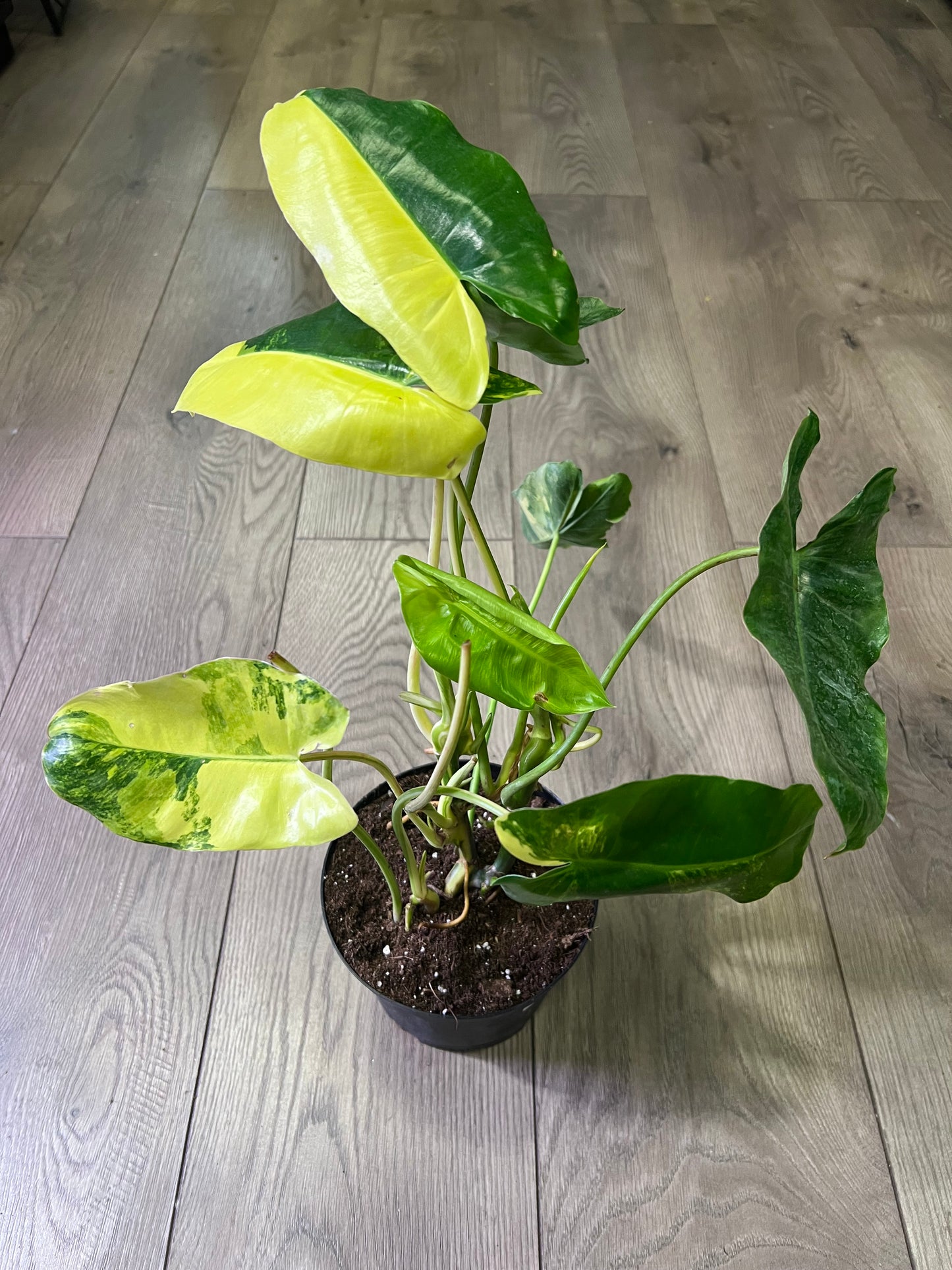 Philodendron 'Burle Marx Varigated'