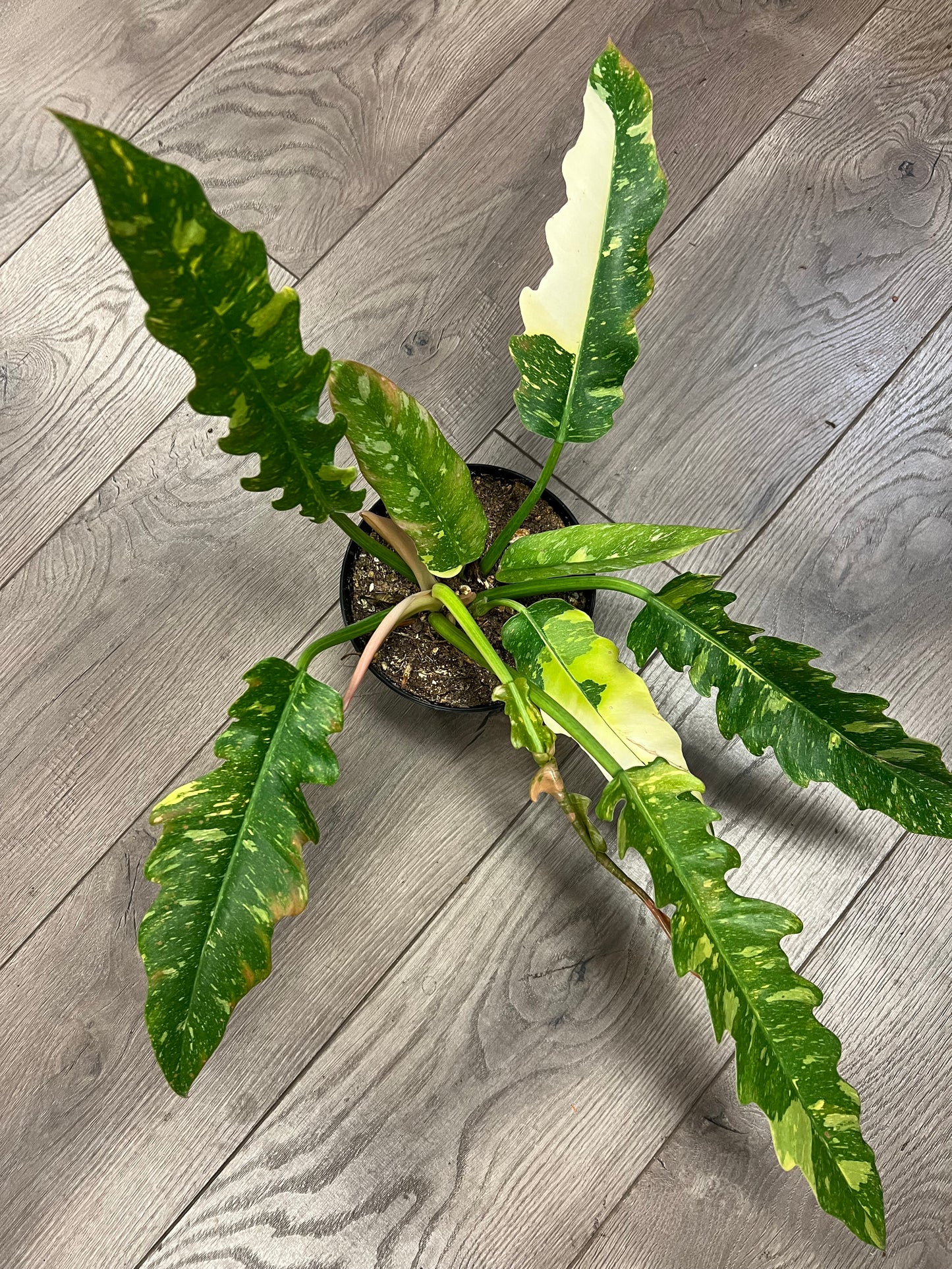 Philodendron 'Ring of Fire'