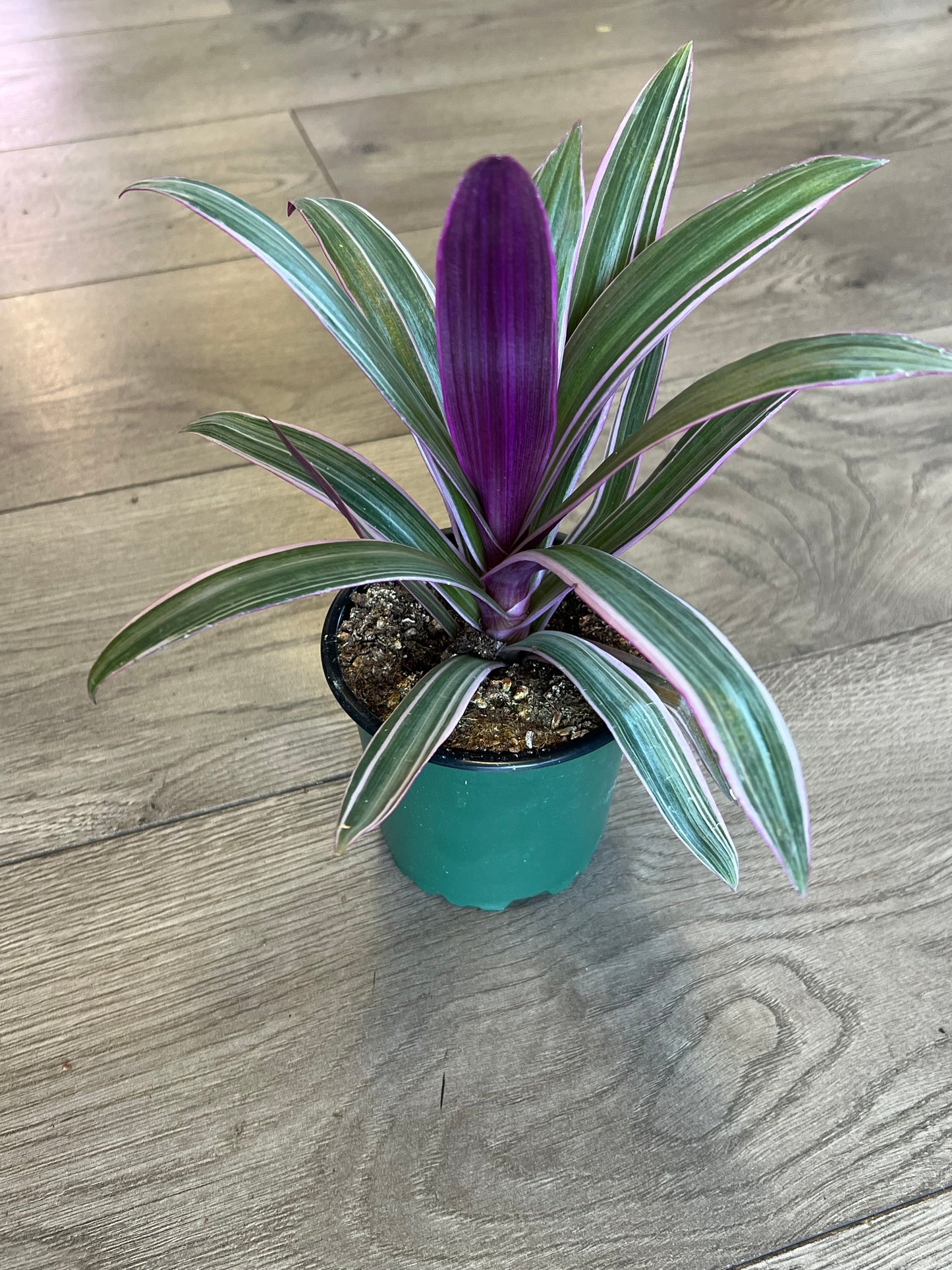 Tradescantia spathacea 'Oyster plant'