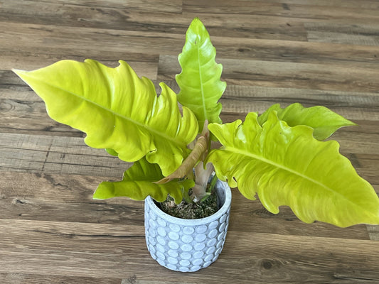 Philodendron gregarious 'Golden Crocodile'