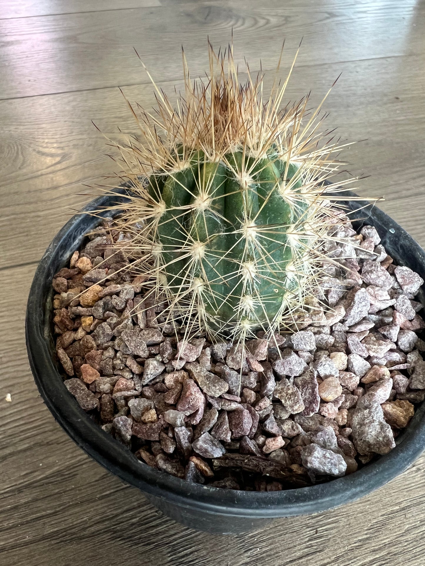 Coleocephalocereus cactus