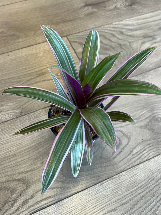 Tradescantia spathacea 'Oyster plant'