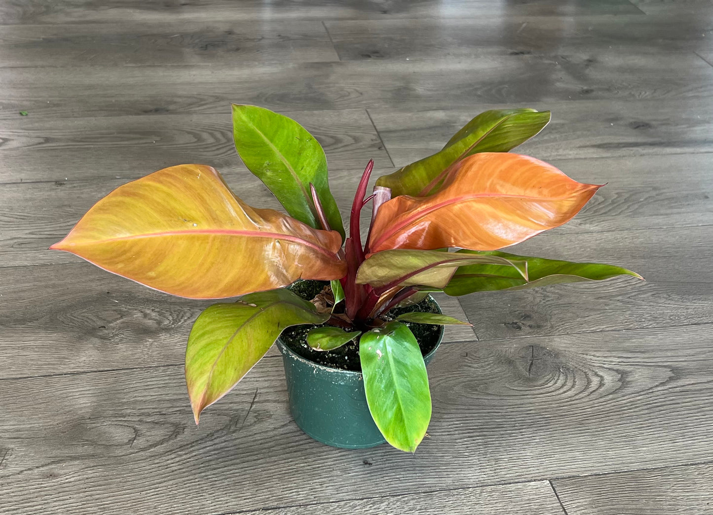Philodendron 'Prince of Orange'