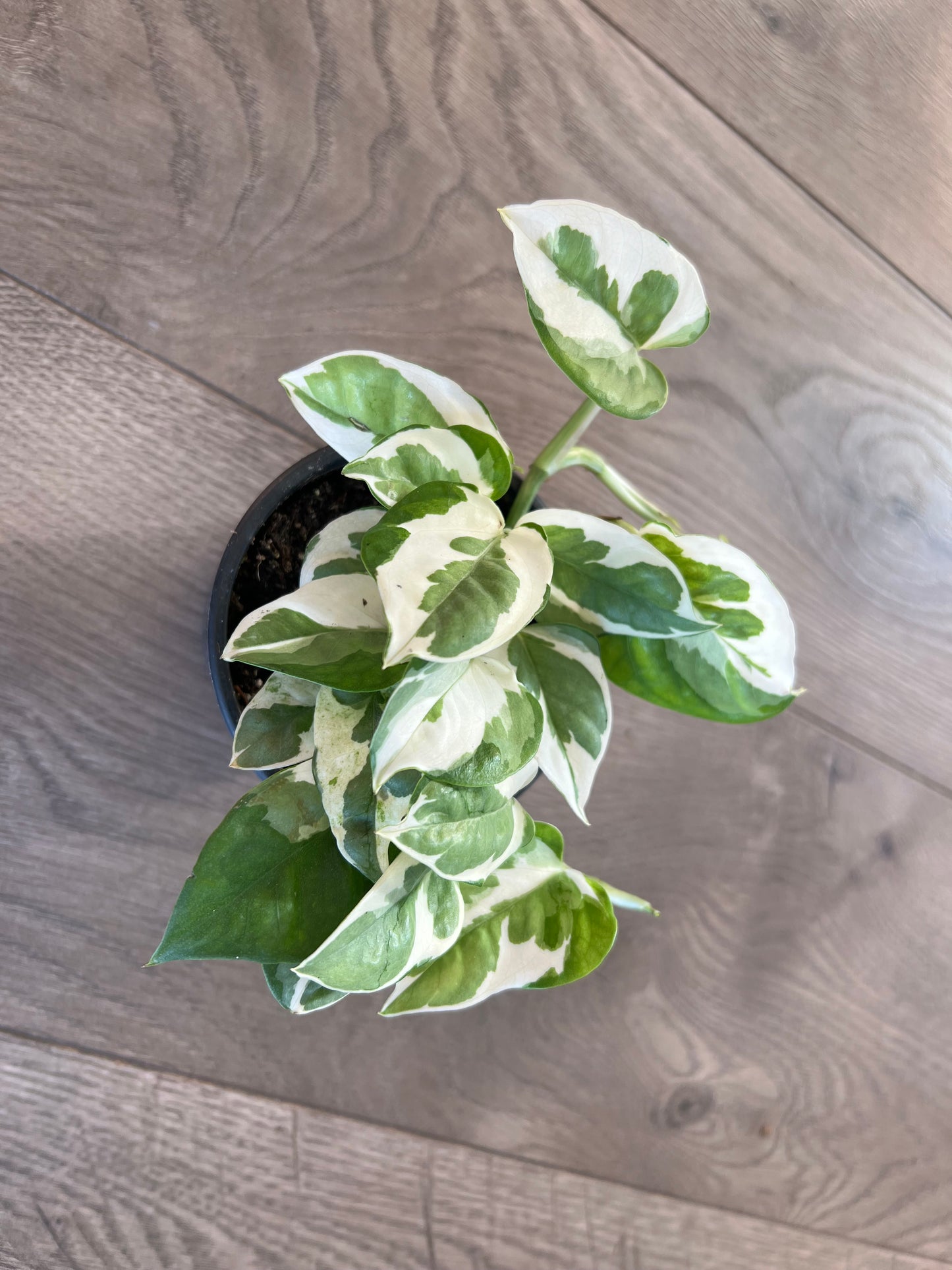Epipremnum aureum 'N'Joy pothos'