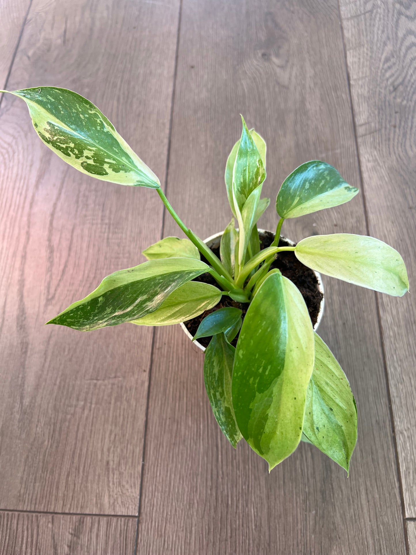 Philodendron 'Jose Bueno'