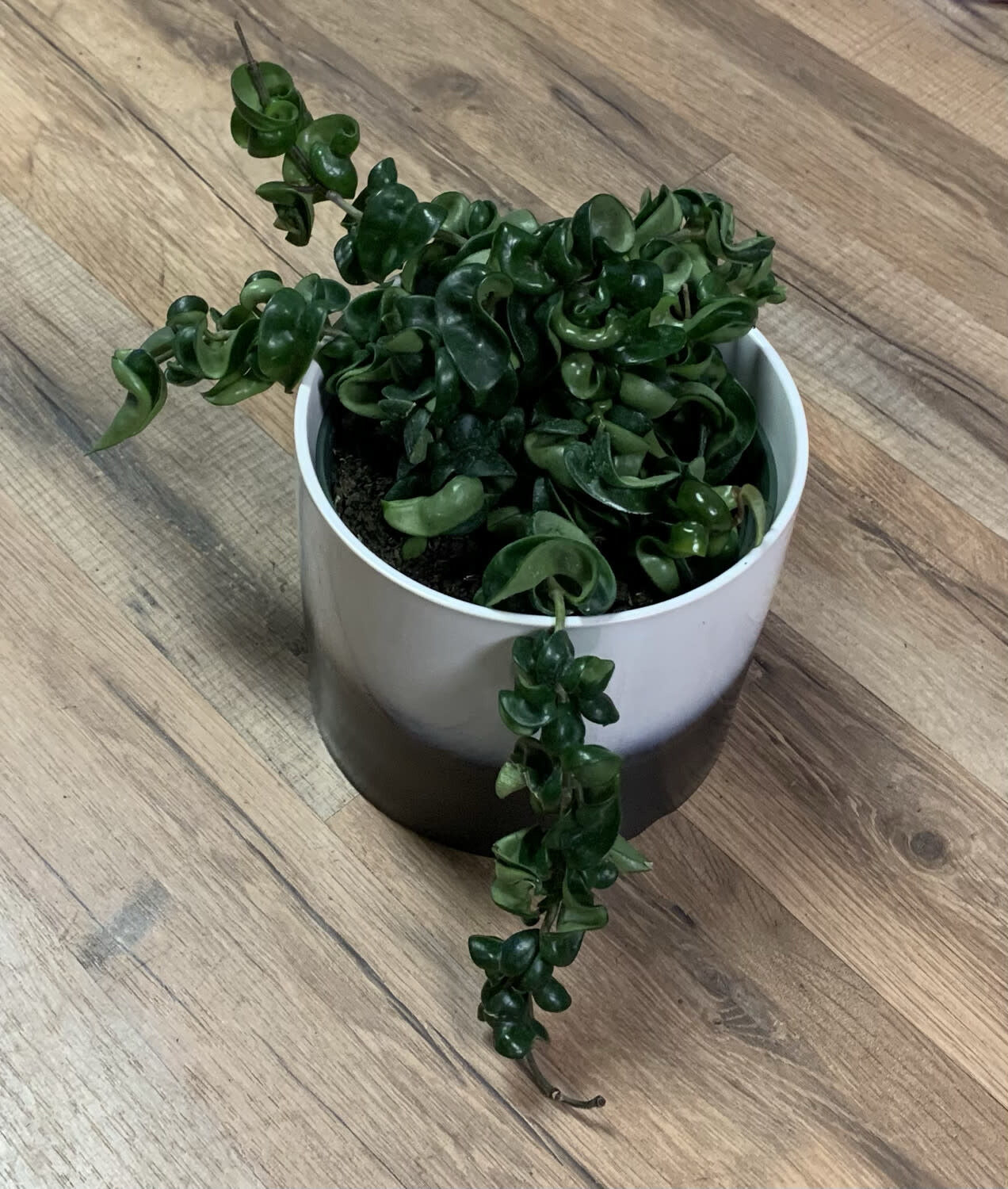 Hoya 'Compacta rope'