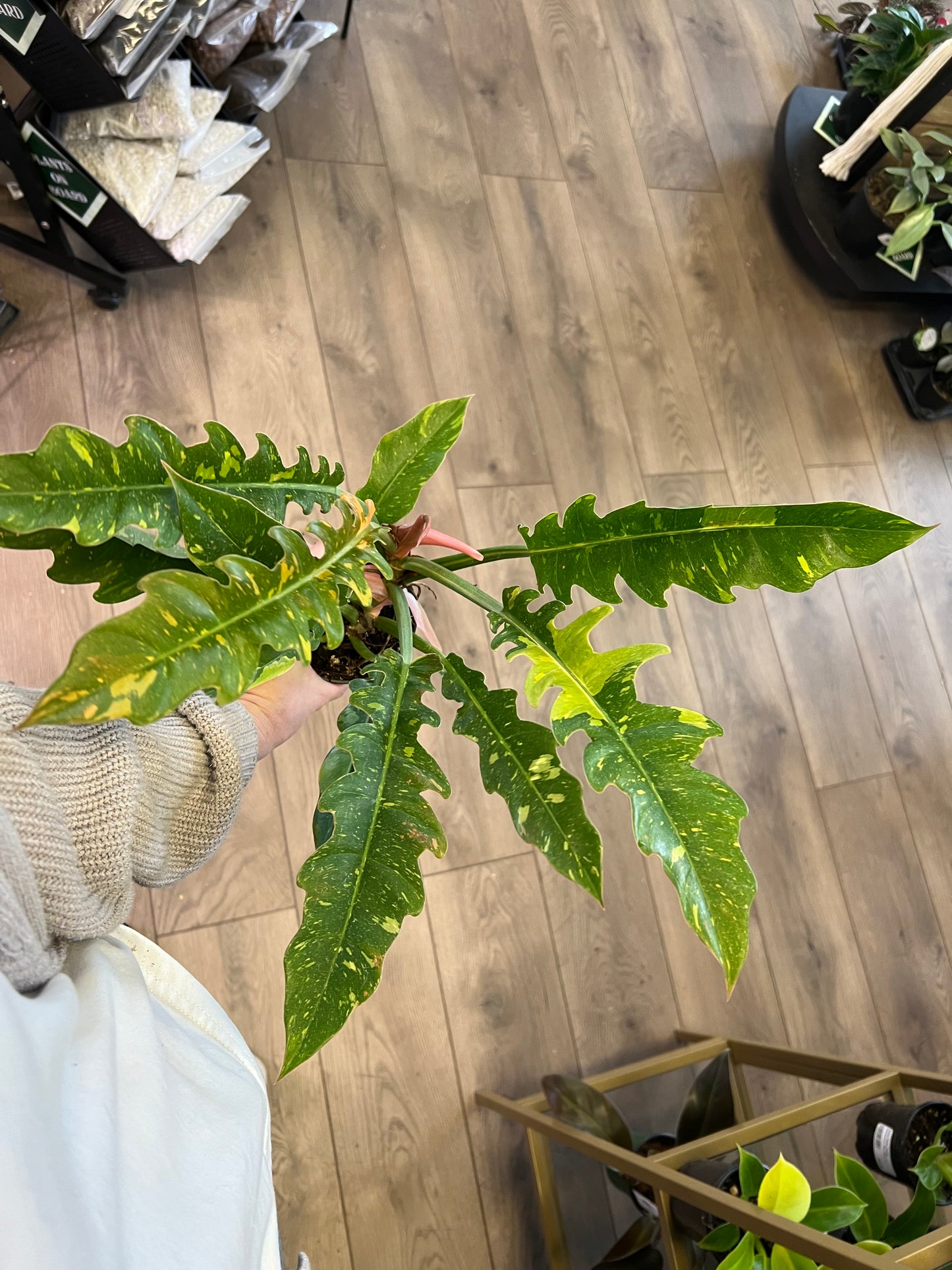 Philodendron 'Ring of Fire'