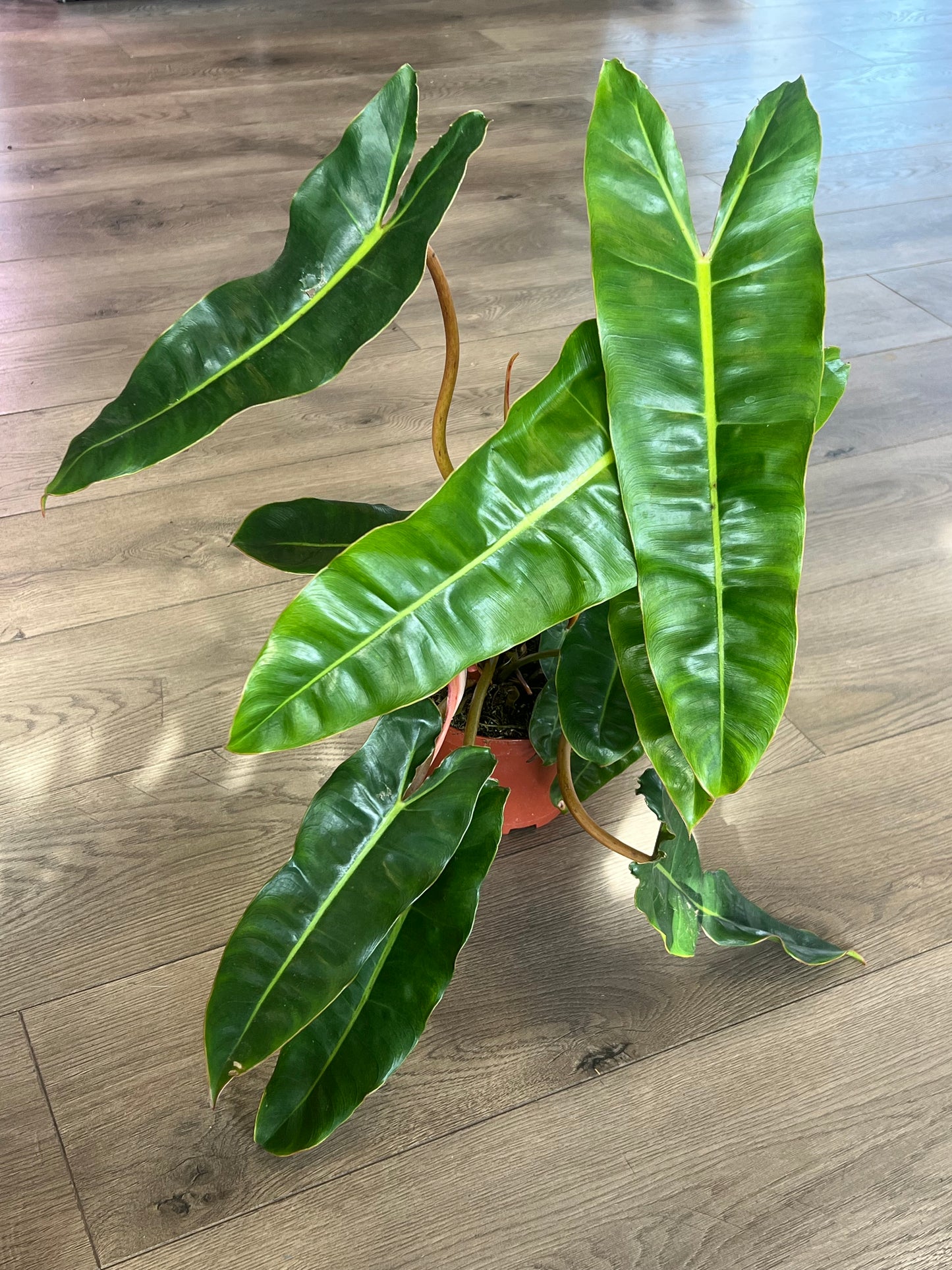 Philodendron 'Billietia'