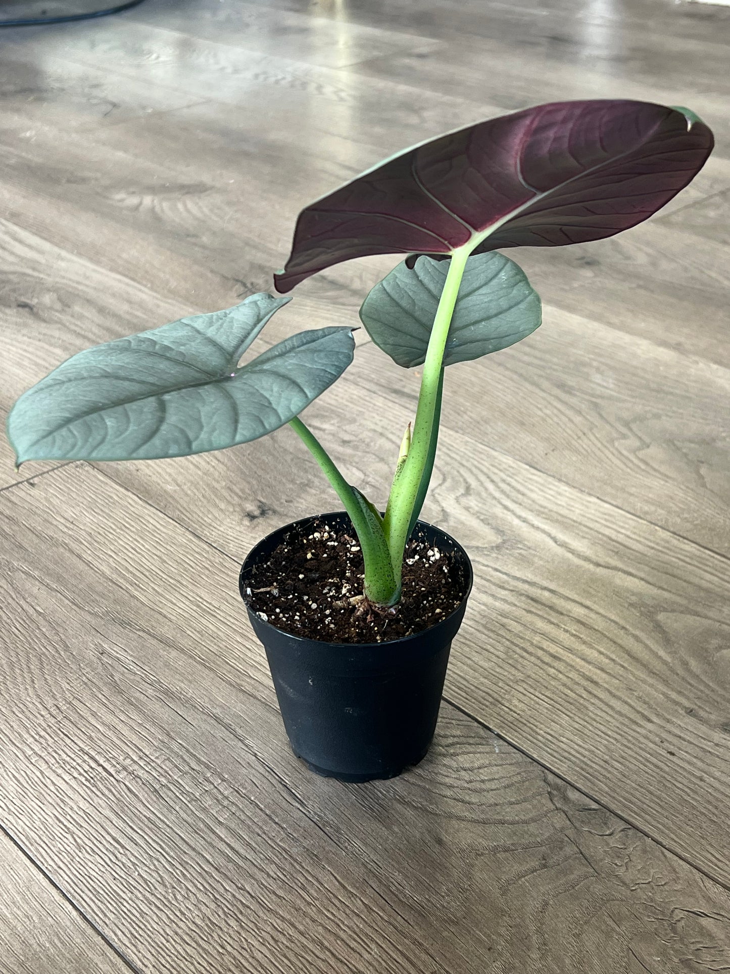 Alocasia 'Nebula'