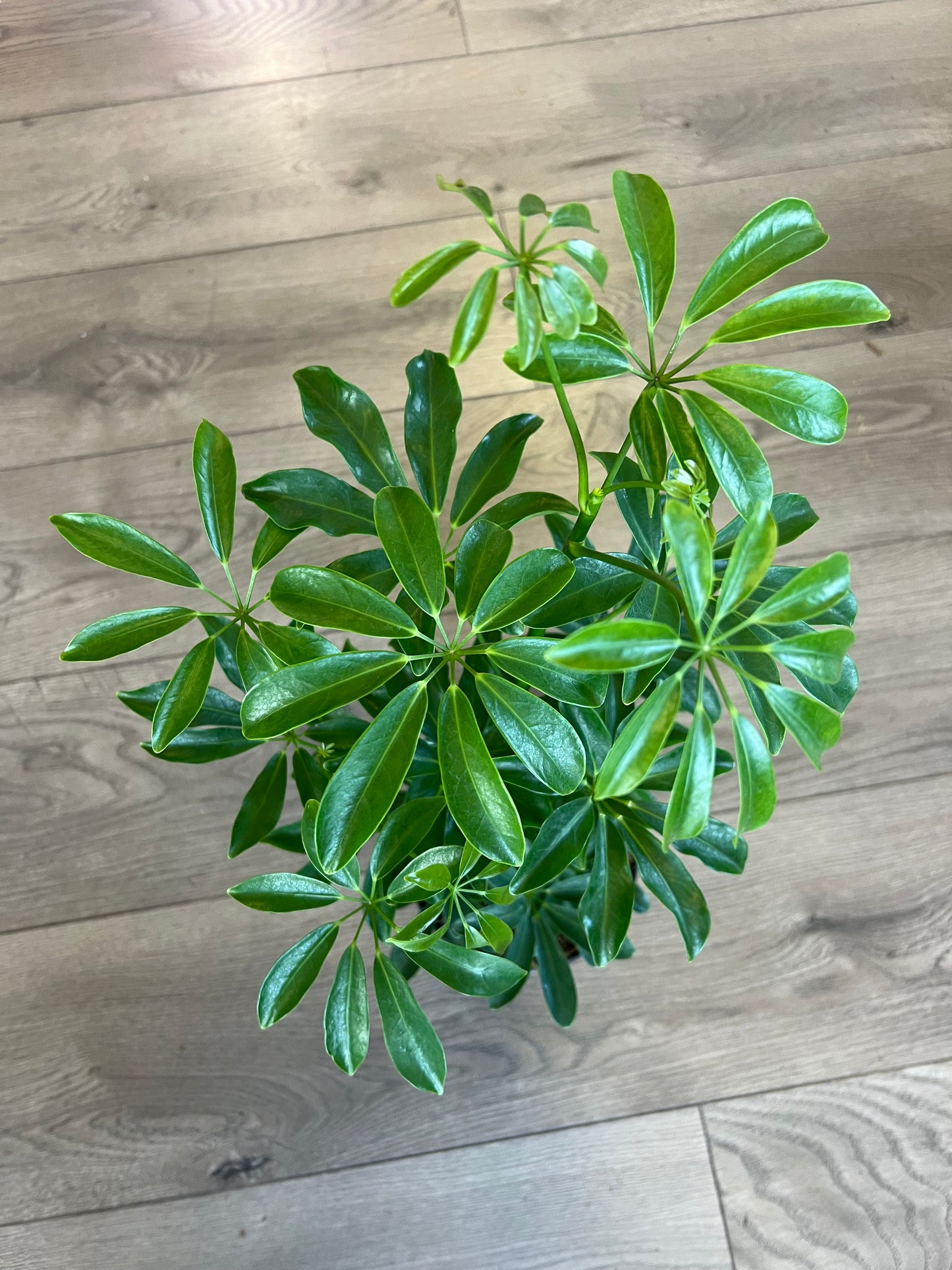 Schefflera arboricola