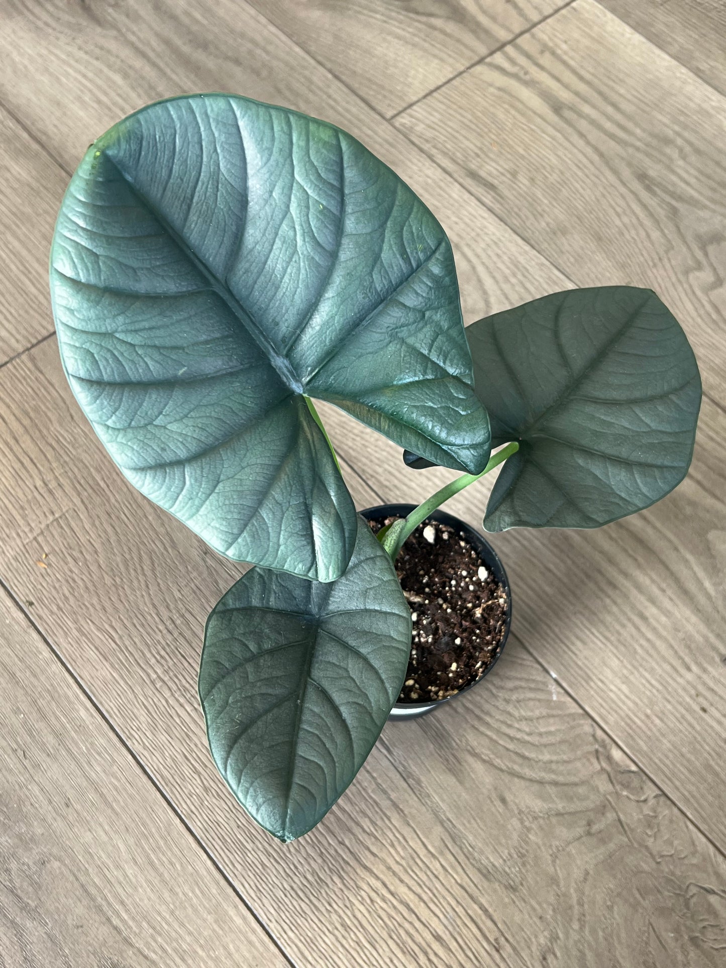 Alocasia 'Nebula'