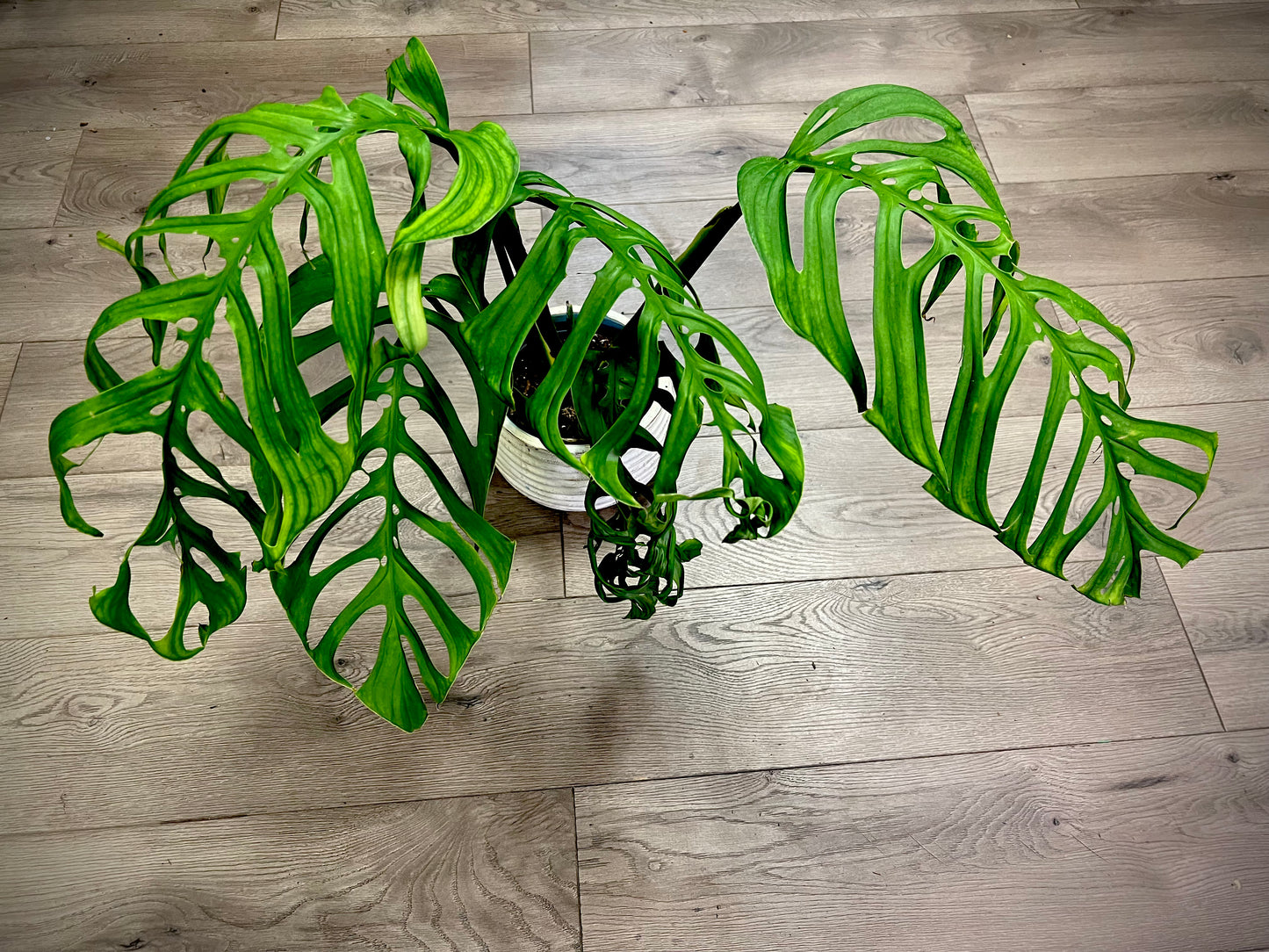 Monstera esqueleto