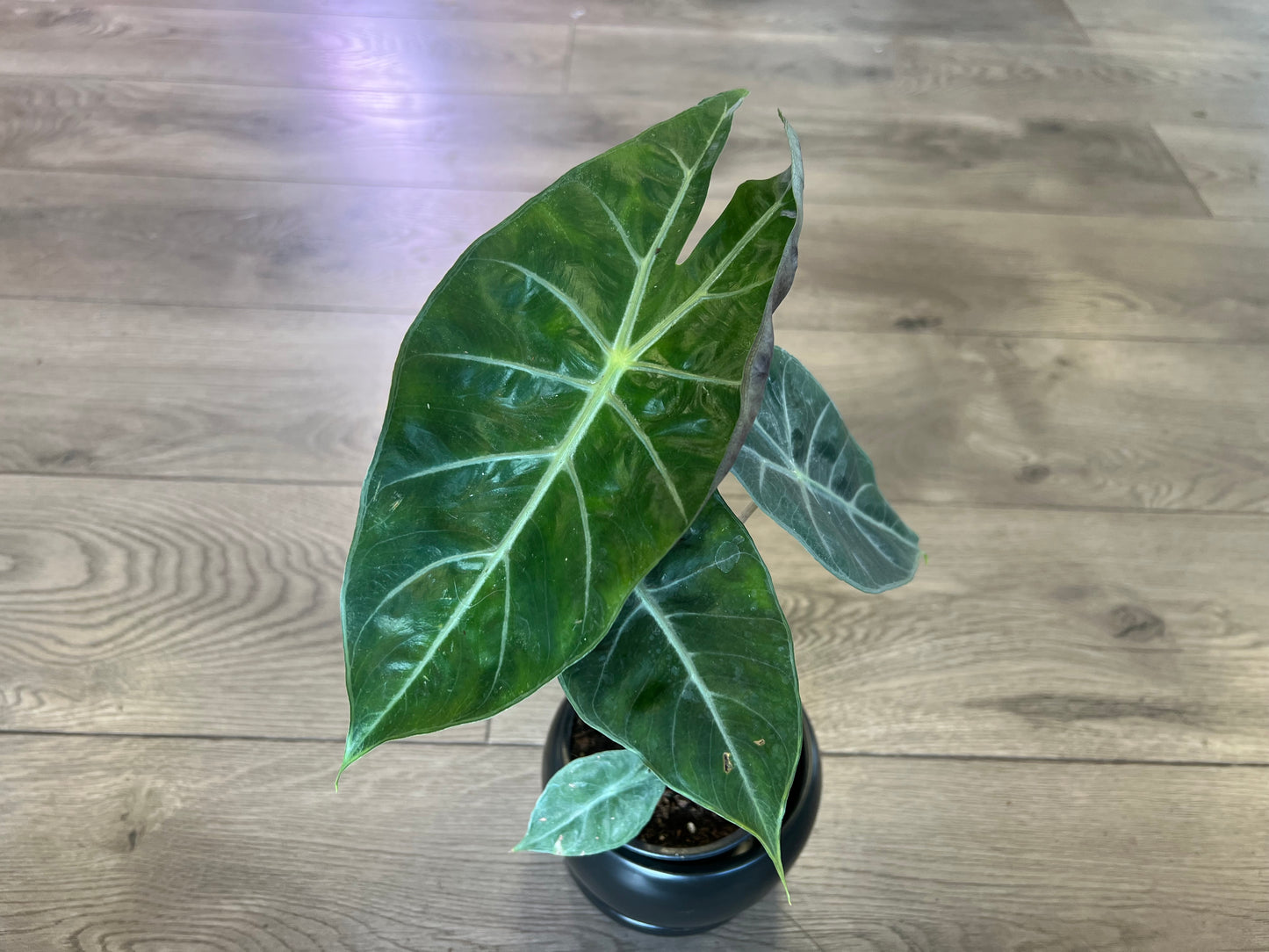 Alocasia 'Pink Princess'