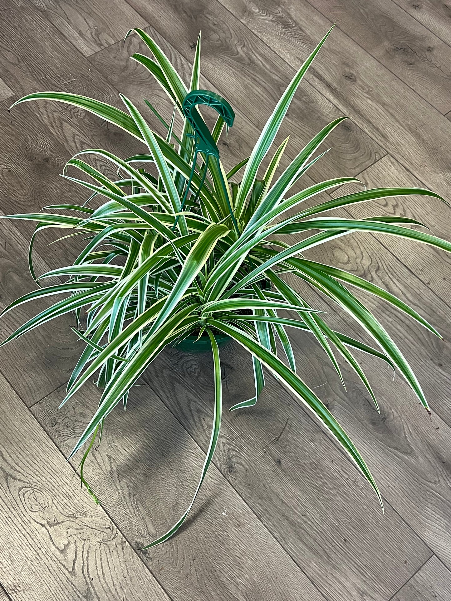 Chlorophytum comosum 'Variegated Spider Plant'