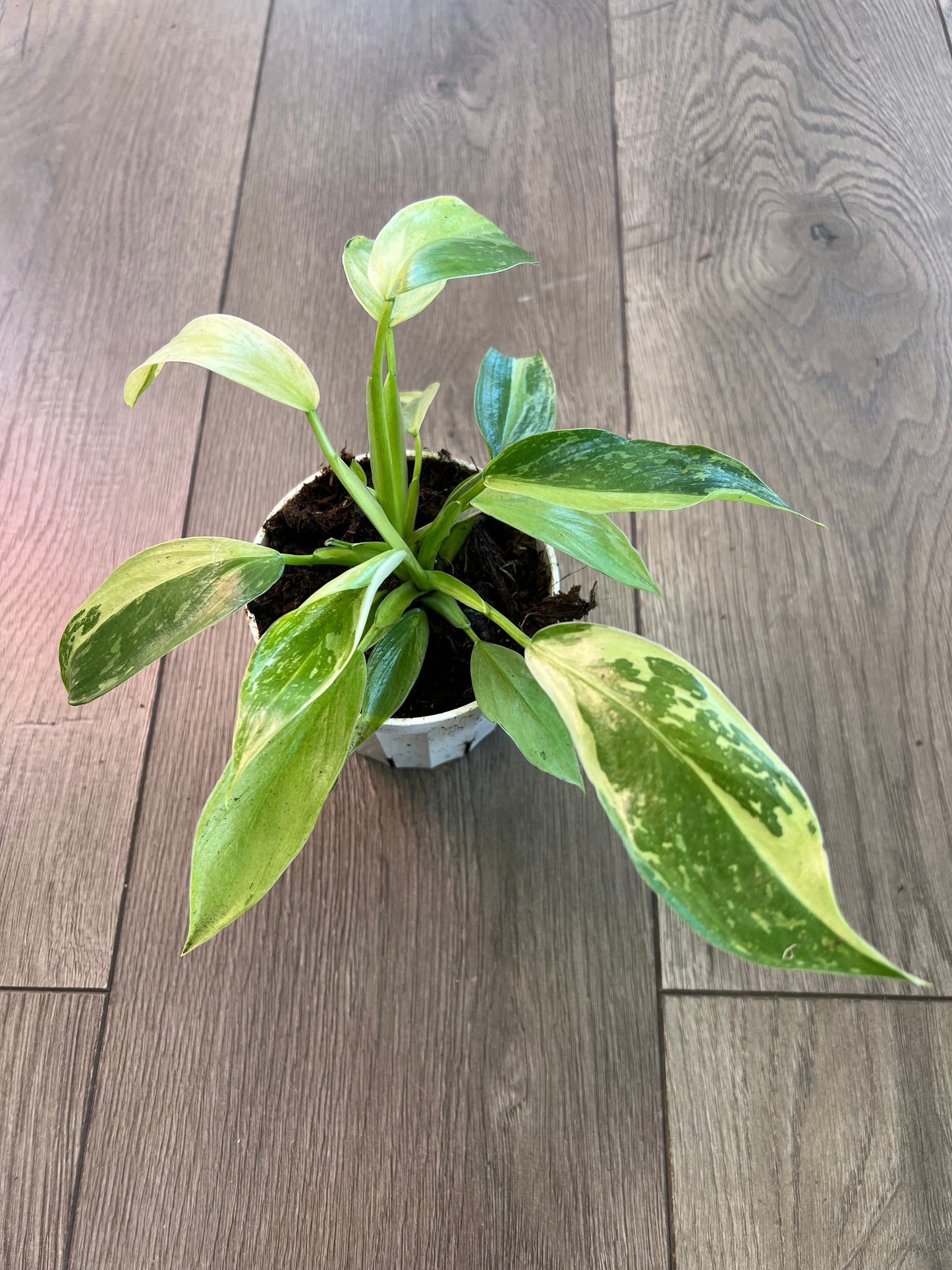 Philodendron 'Jose Bueno'