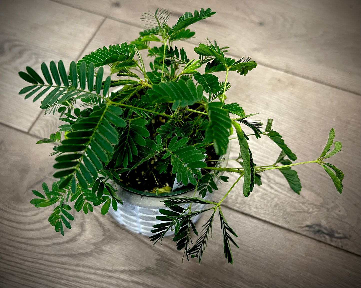 Mimosa pudica 'Sensitive plant'