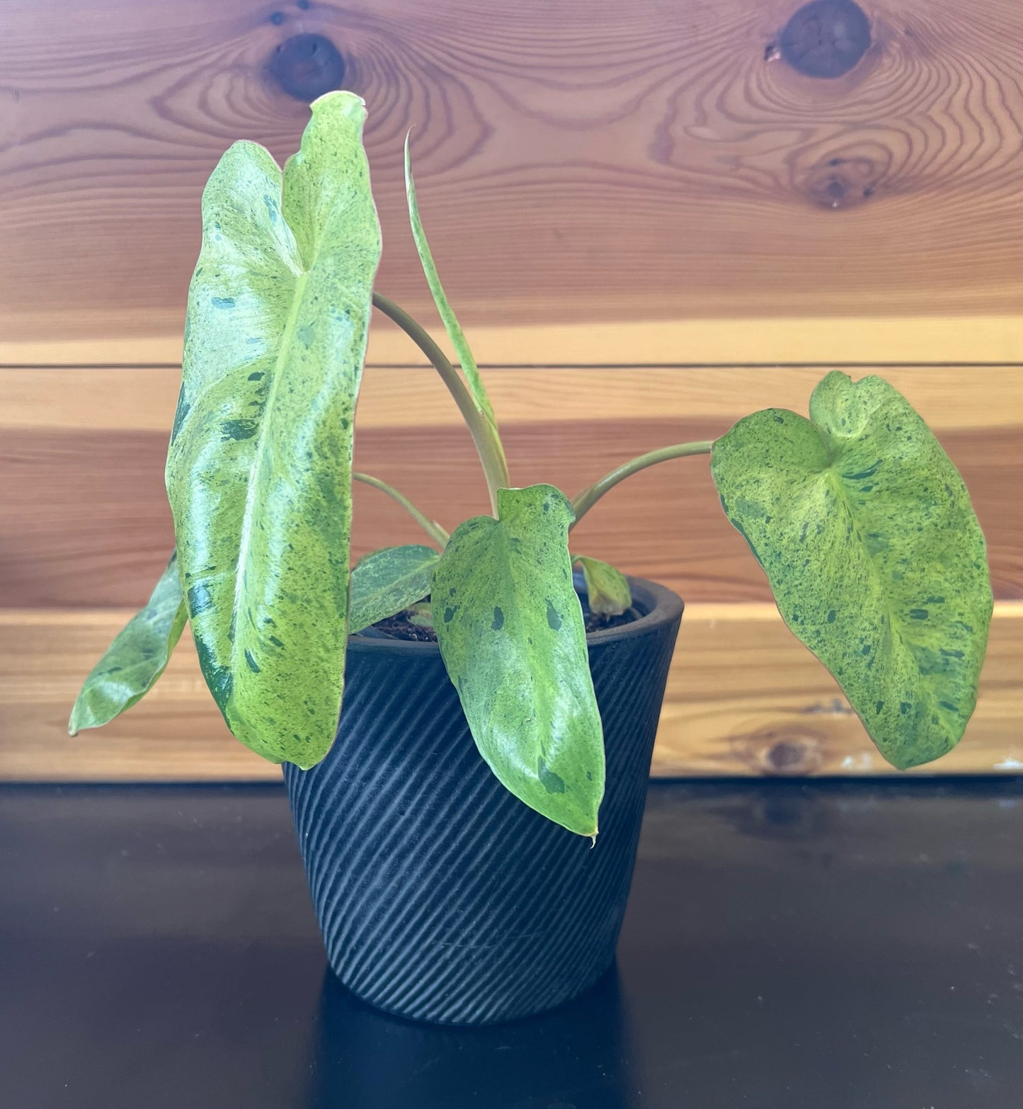 Philodendron 'Paraiso Verde'