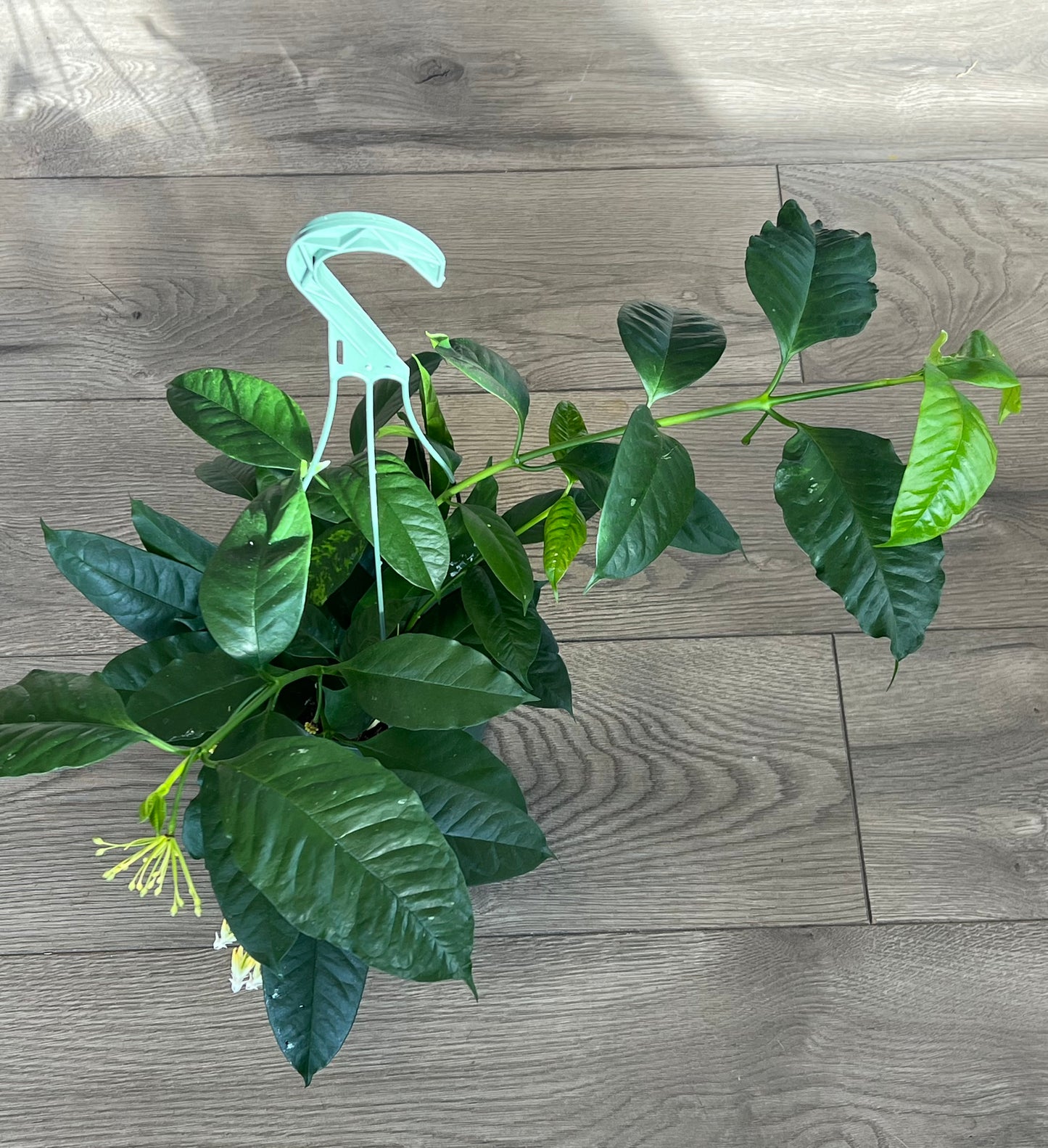 Hoya multiflora 'Shooting Star'