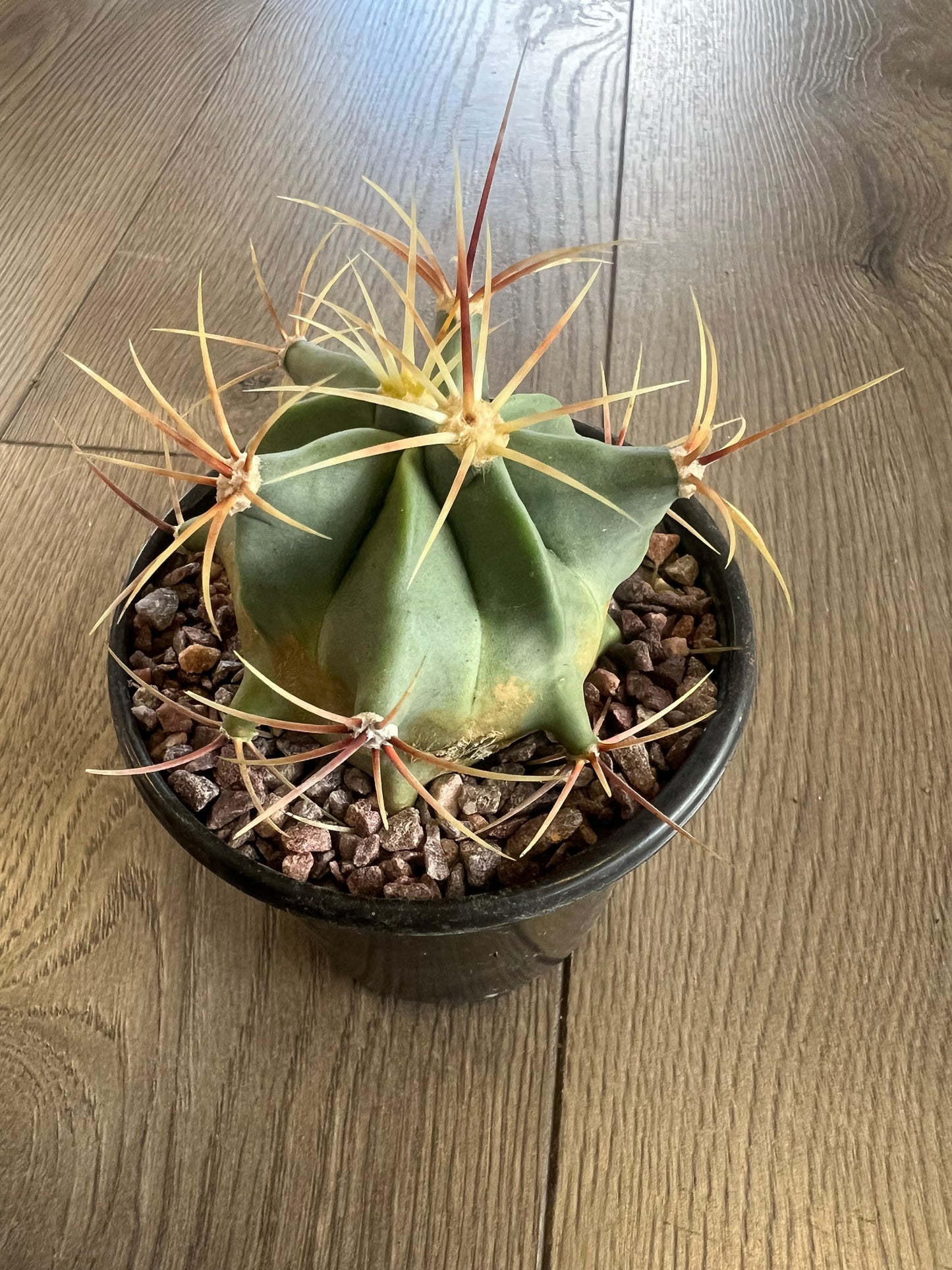 Ferocactus historic 'Candy Barrel cactus'