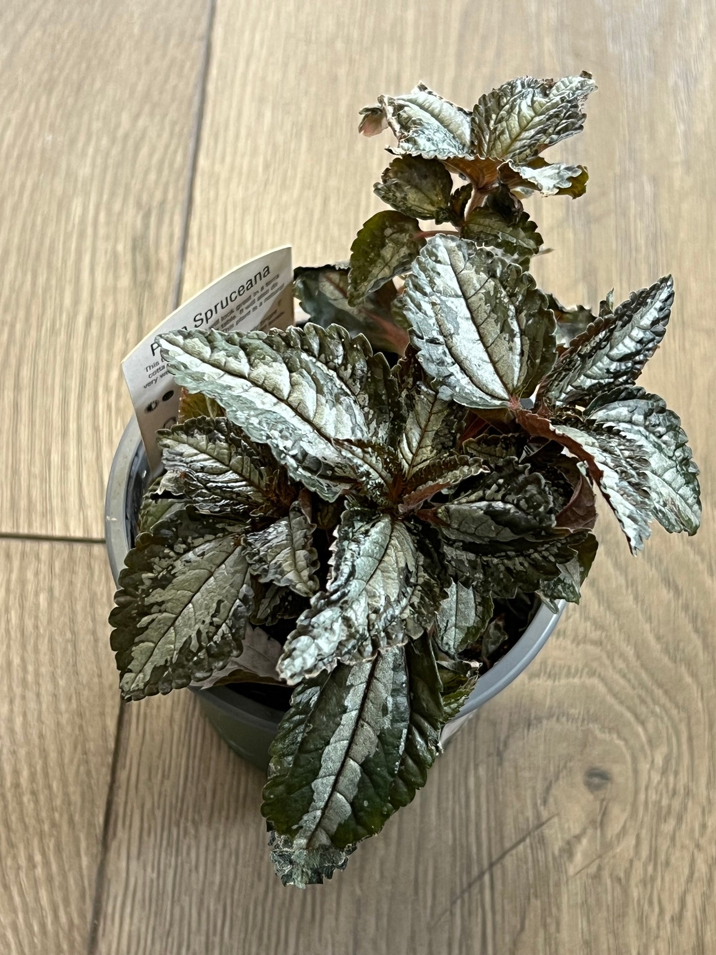 Pilea spruceana ‘Silver tree’