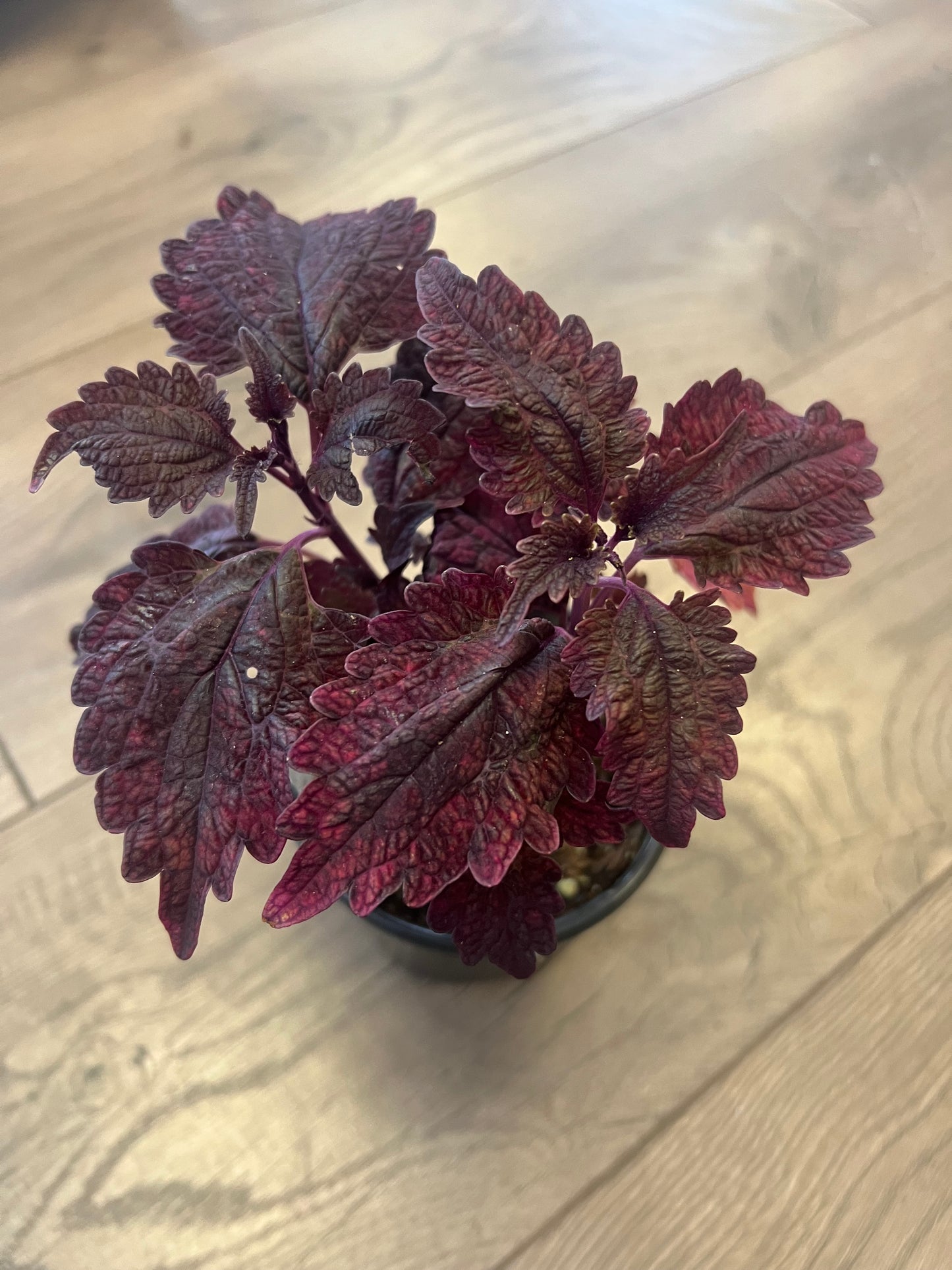 Coleus 'Theater Velvet'
