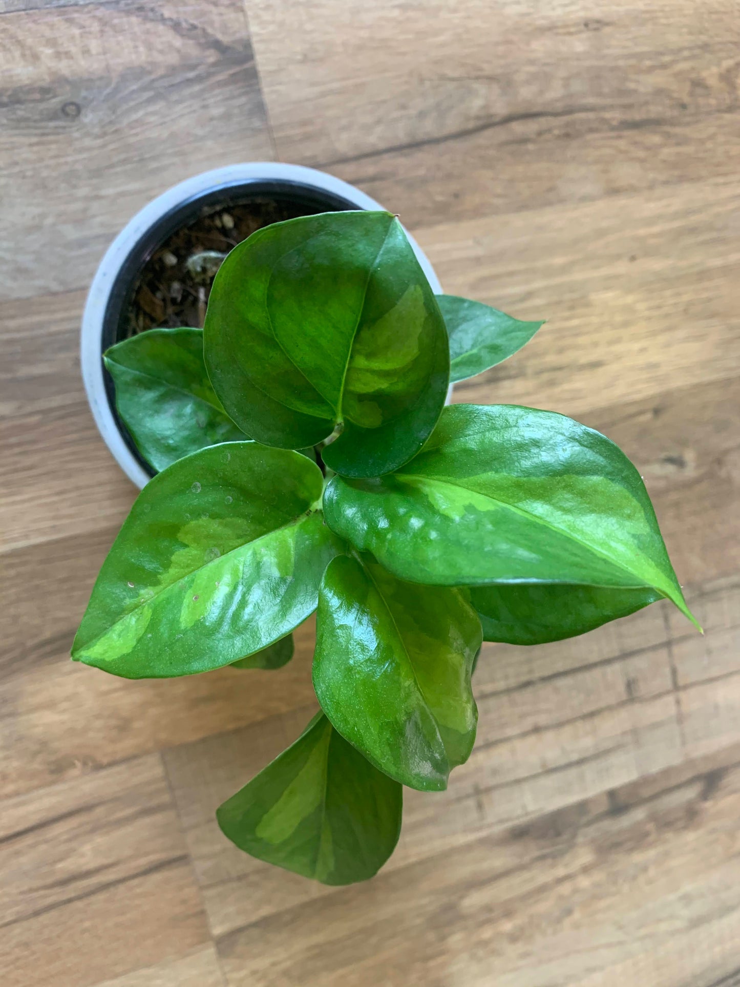 Epipremnun aur 'Global Green'