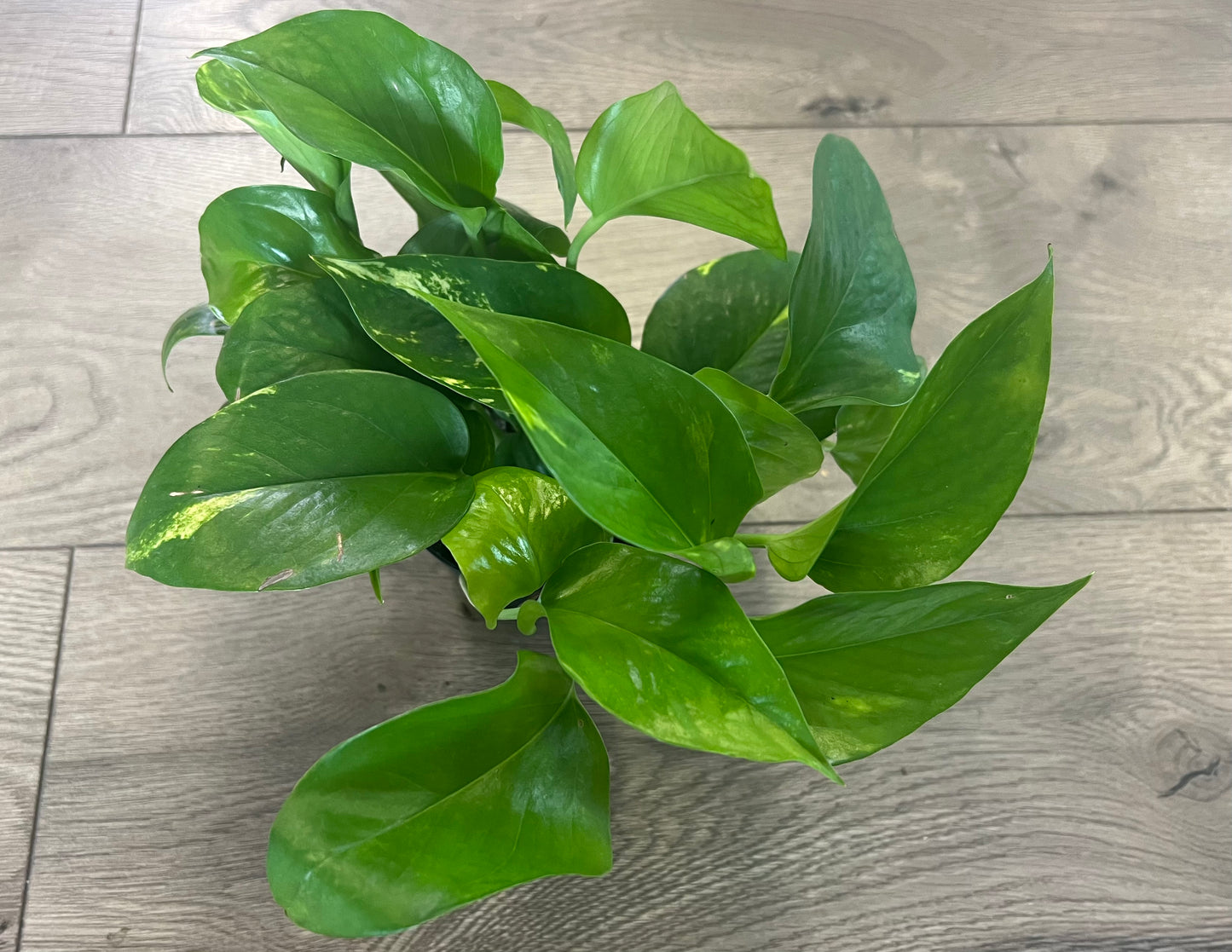 Epipremnum aureum 'Golden Pothos'