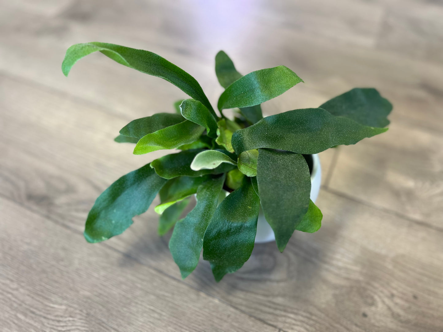 Platycerium ‘Staghorn Fern’